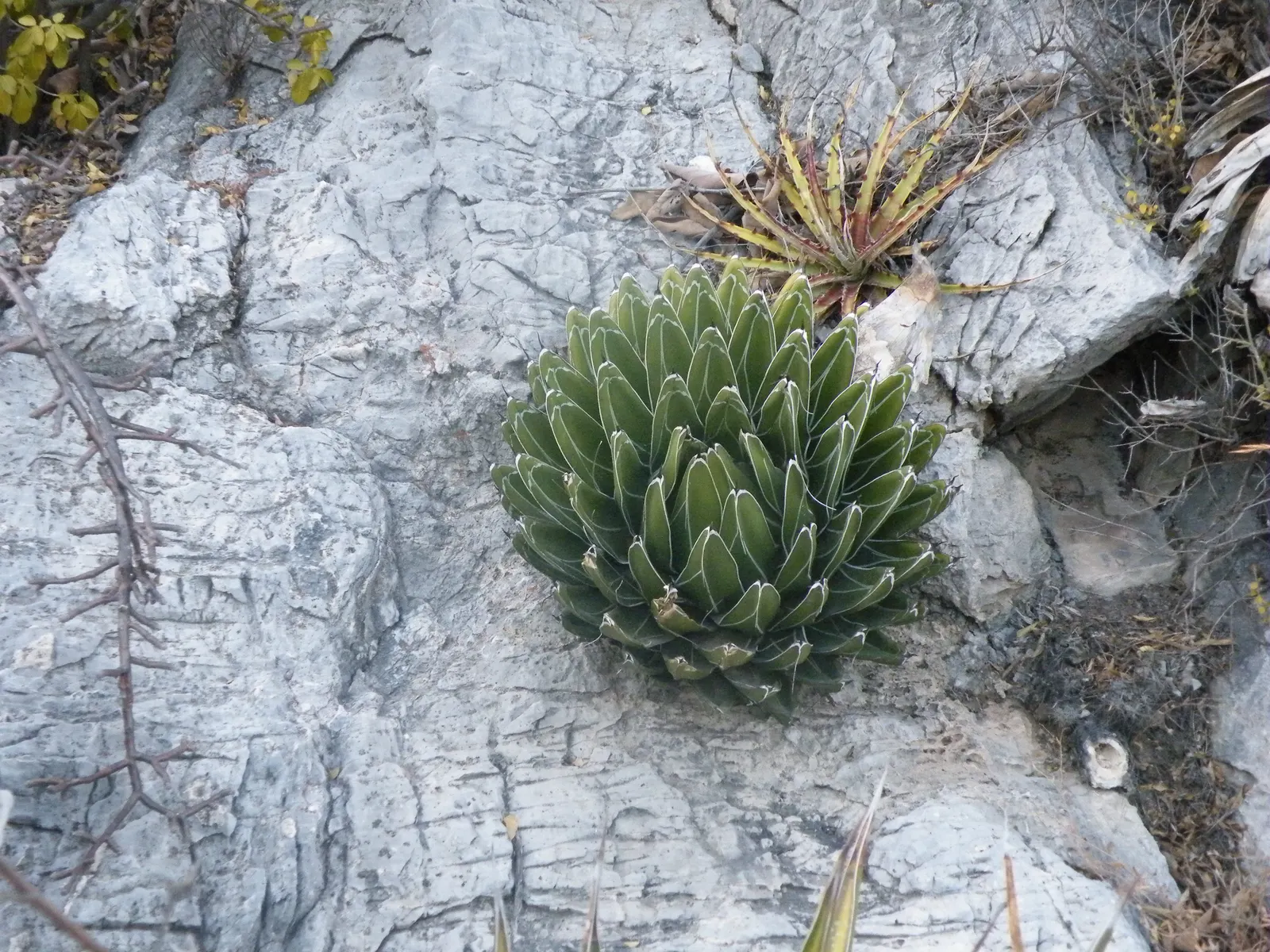 Queen Victoria Agave (Agave Victoriae-Reginae) — showcasing its geometric beauty as a masterpiece of natural art in any garden setting, image 60
