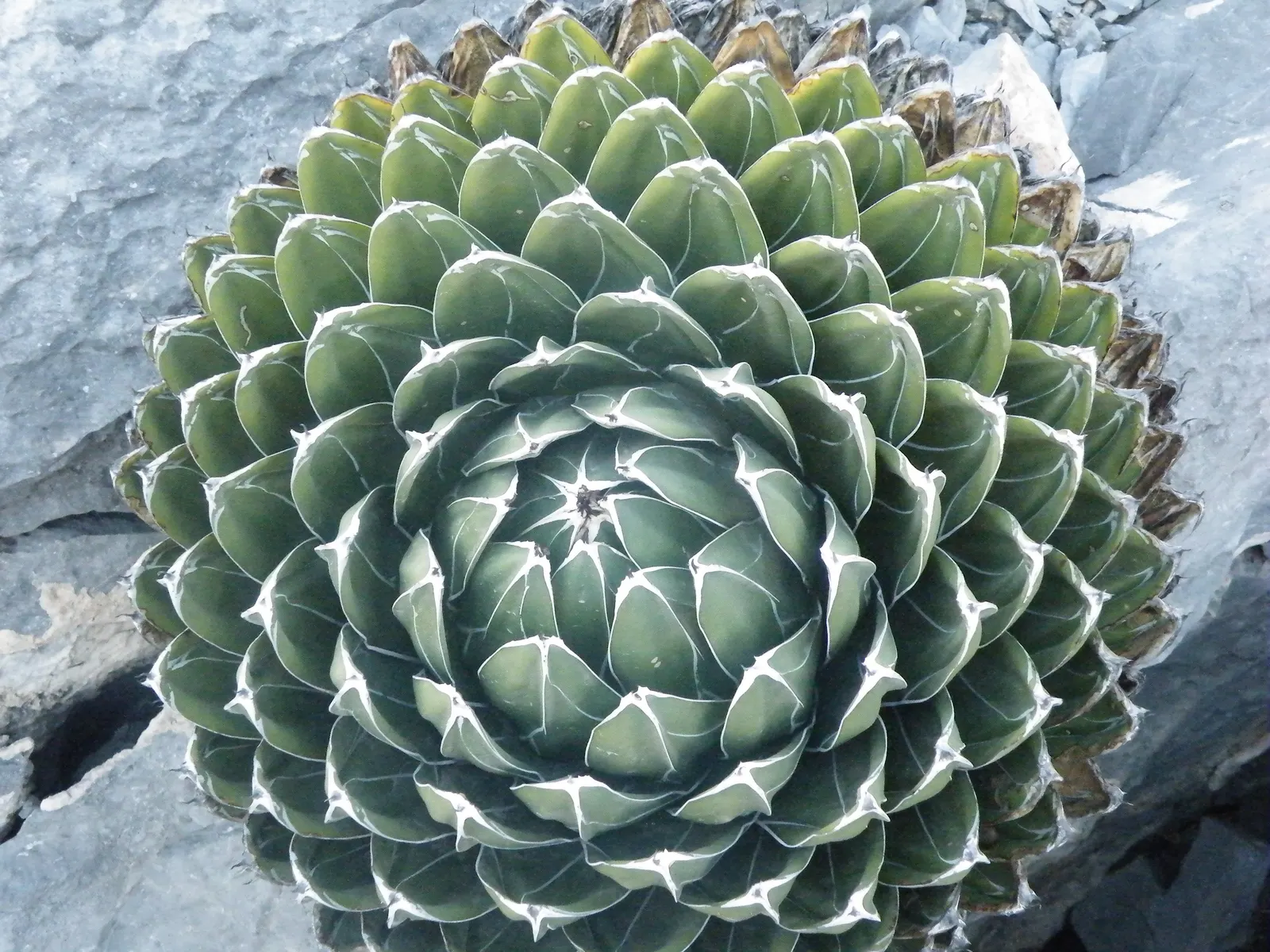 Queen Victoria Agave (Agave Victoriae-Reginae) — This slow-growing desert jewel typically spans 12-18 inches in width and height with maturity, image 44