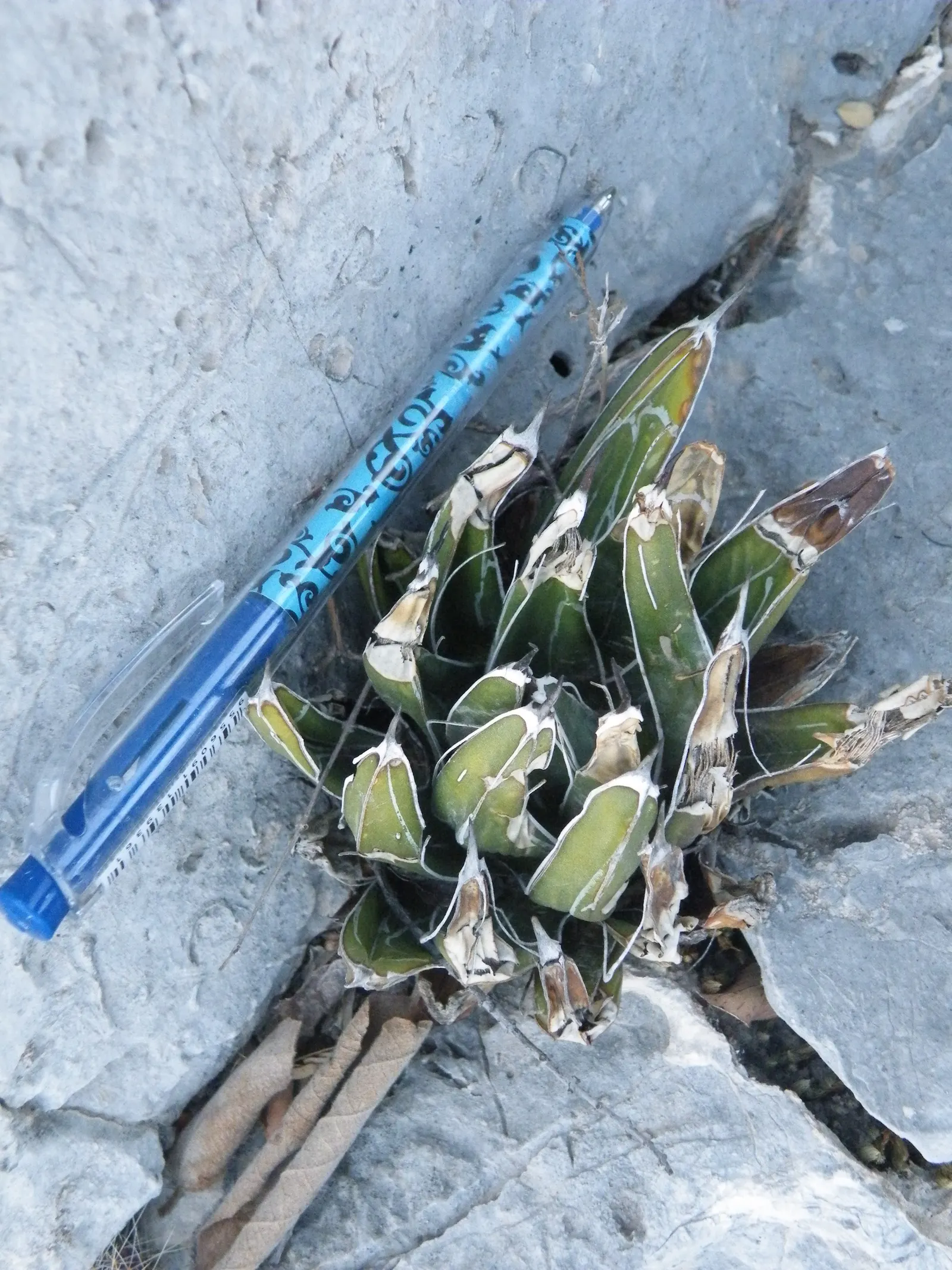 Queen Victoria Agave (Agave Victoriae-Reginae) — This slow-growing desert jewel typically spans 12-18 inches in width and height with maturity