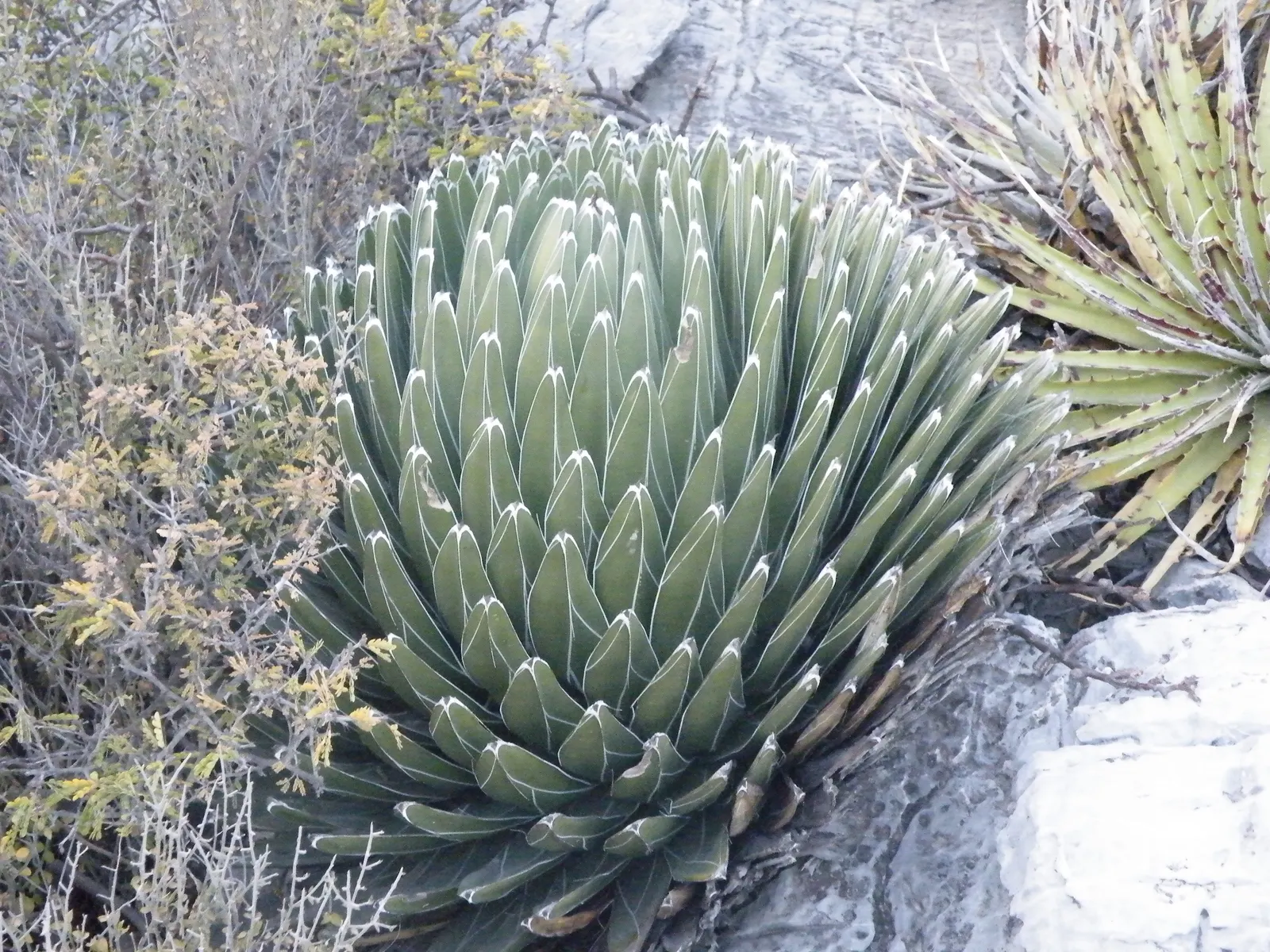 Queen Victoria Agave (Agave Victoriae-Reginae) — purple and red flowers in the garden; being drought tolerant, it requires minimal water, thriving, image 82
