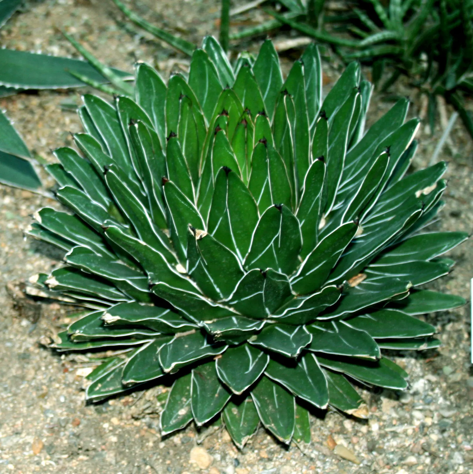 Queen Victoria Agave (Agave Victoriae-Reginae) — Hailing from the Chihuahuan Desert of Mexico; although frost may damage its tips, image 47