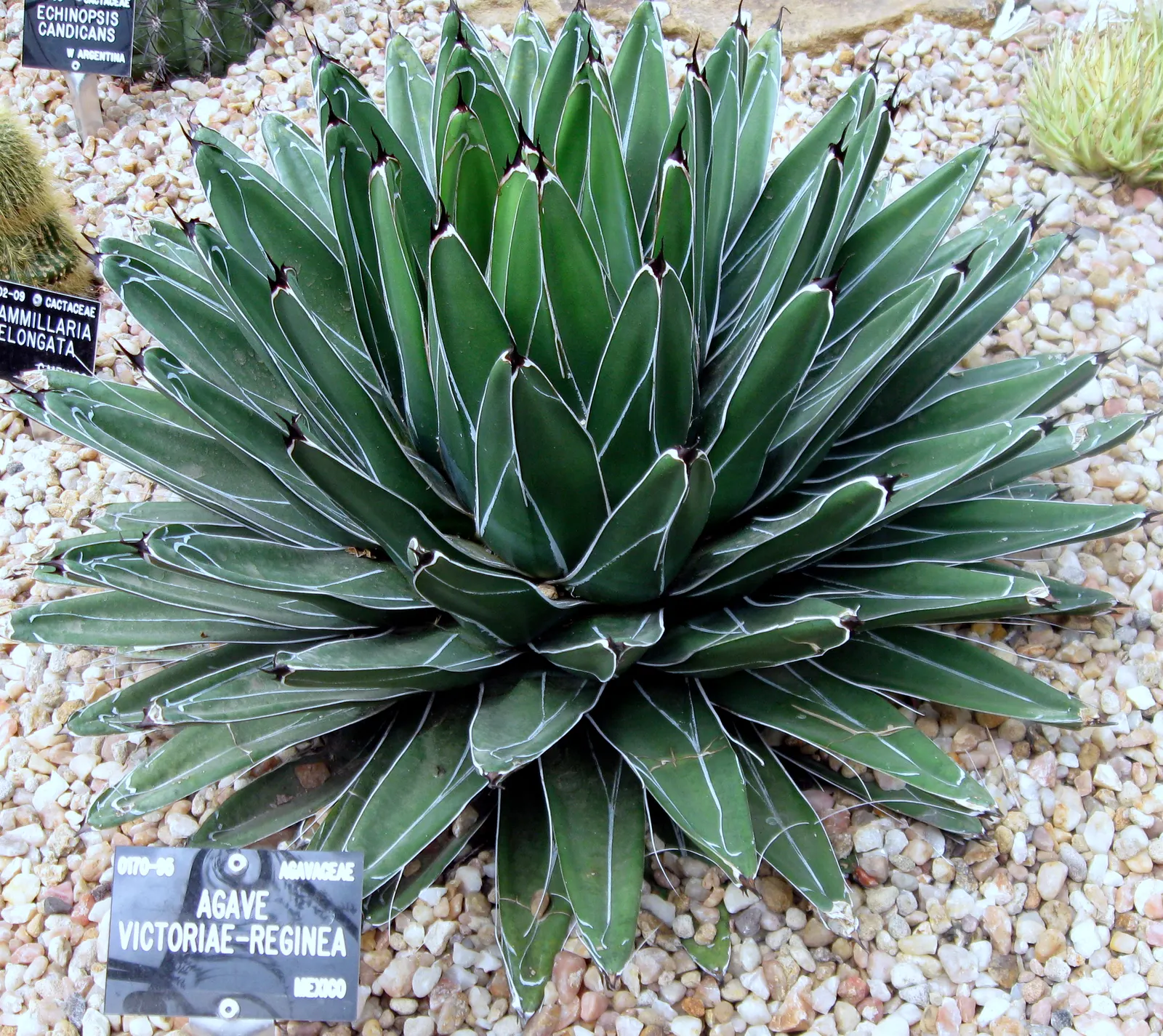 Queen Victoria Agave (Agave Victoriae-Reginae) — it produces a tall spike of dramatic purplish-red flowers; being drought tolerant, it requires, image 55