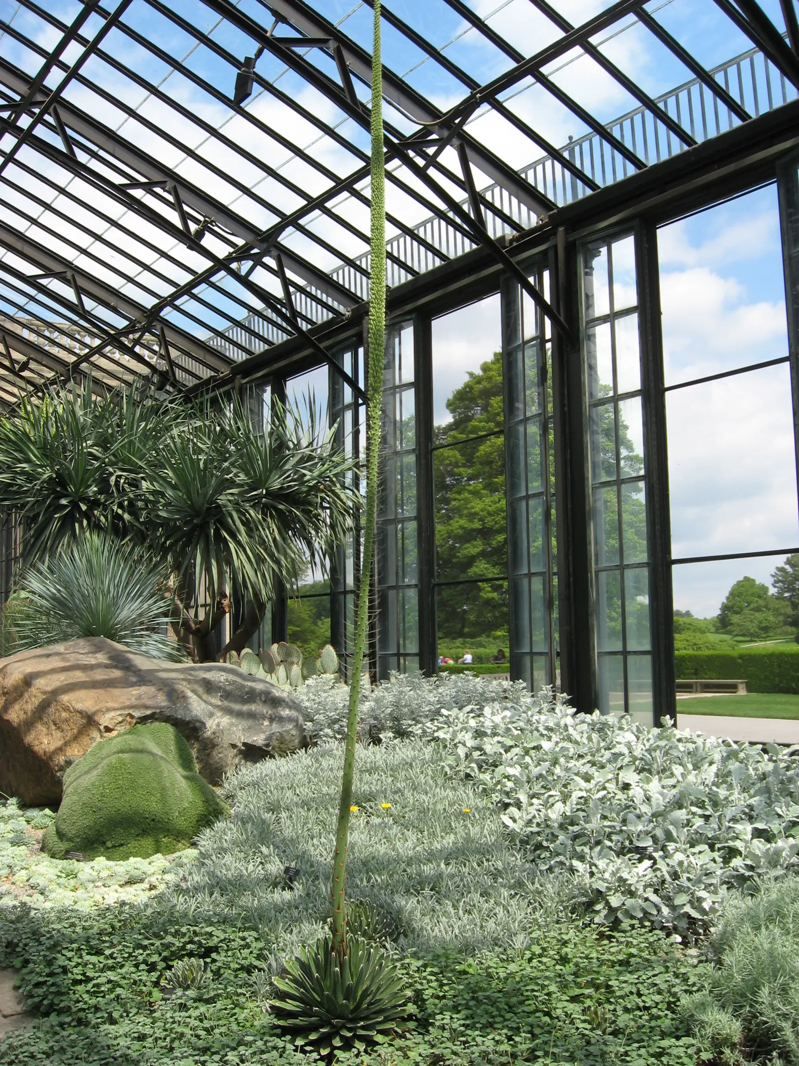 Queen Victoria Agave (Agave Victoriae-Reginae) — Each leaf ends in a distinctive black spine; being drought tolerant, it requires minimal water, image 70