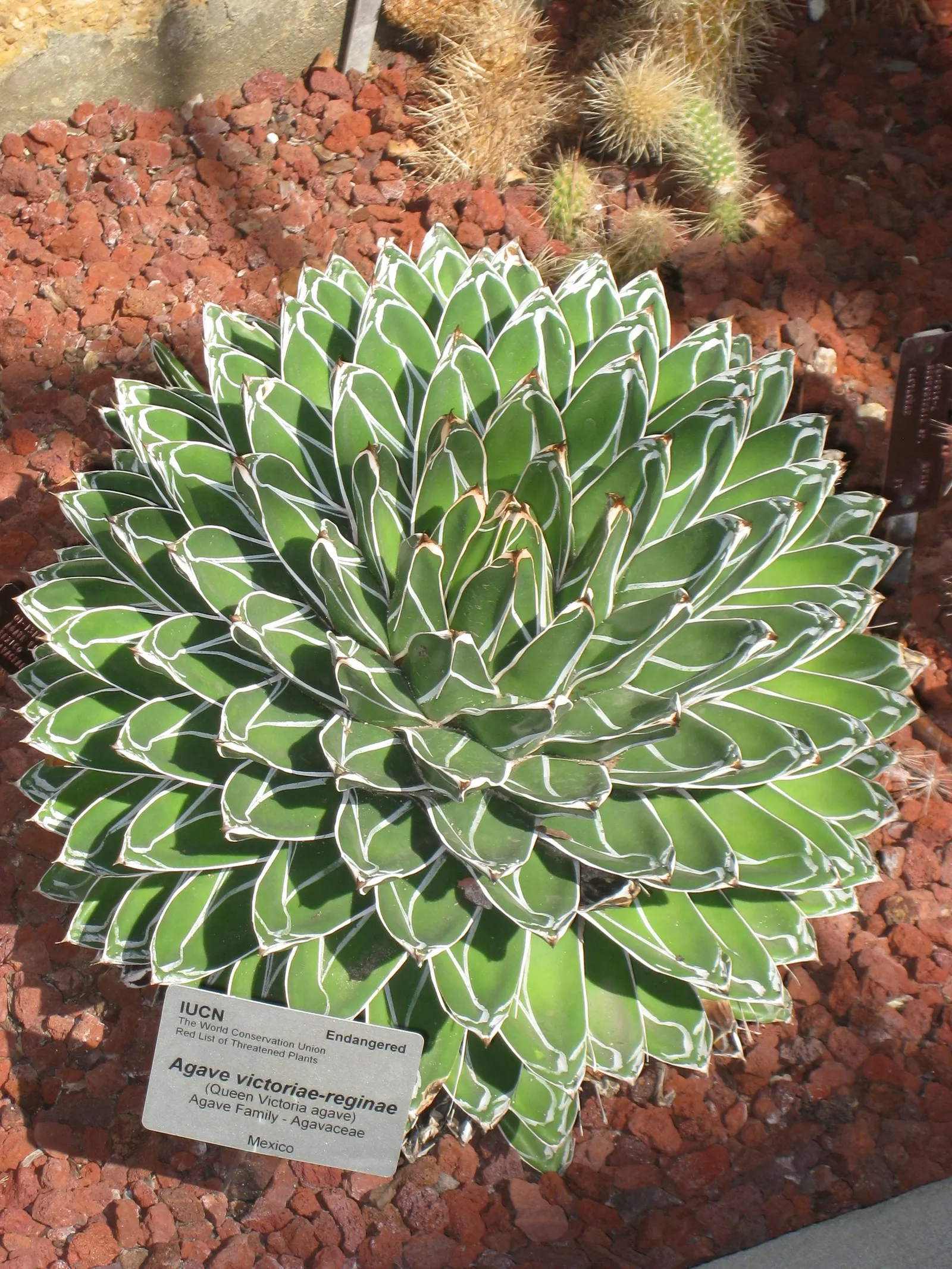 Queen Victoria Agave (Agave Victoriae-Reginae) — requiring minimal water once established and thriving in full sun to partial shade; showcasing its, image 51