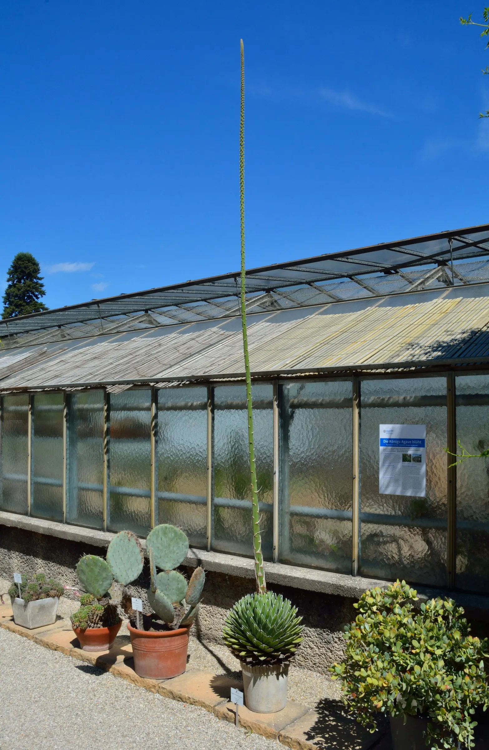 Queen Victoria Agave (Agave Victoriae-Reginae) — perfect for creating defined accents in rock gardens or xeriscapes; showcasing its geometric, image 66