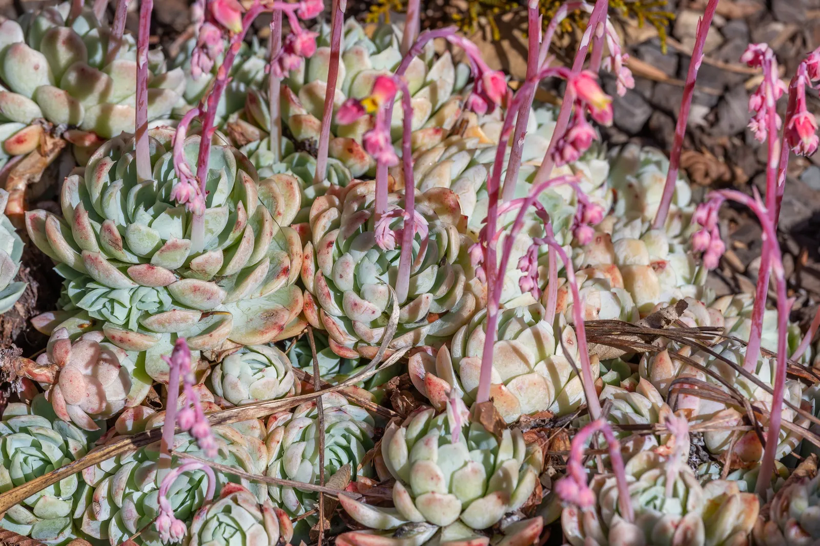Mexican Snowball (Echeveria Elegans) — The leaves are fleshy and can sometimes exhibit a pinkish hue along the edges when exposed to the full sun