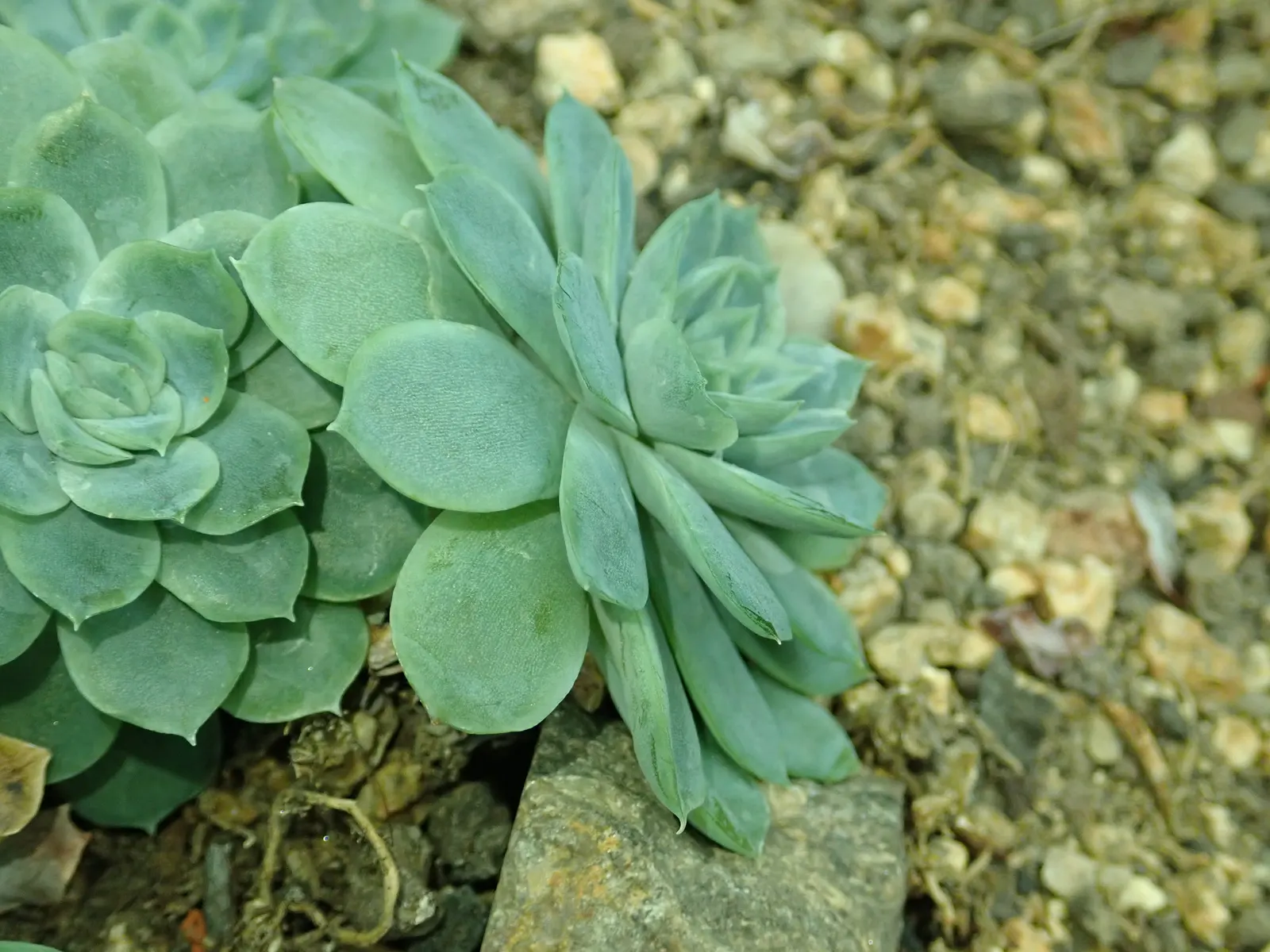 Mexican Snowball (Echeveria Elegans) — succulent for full or half; in regions with harsh winters, consider planting in containers that can be moved, image 60