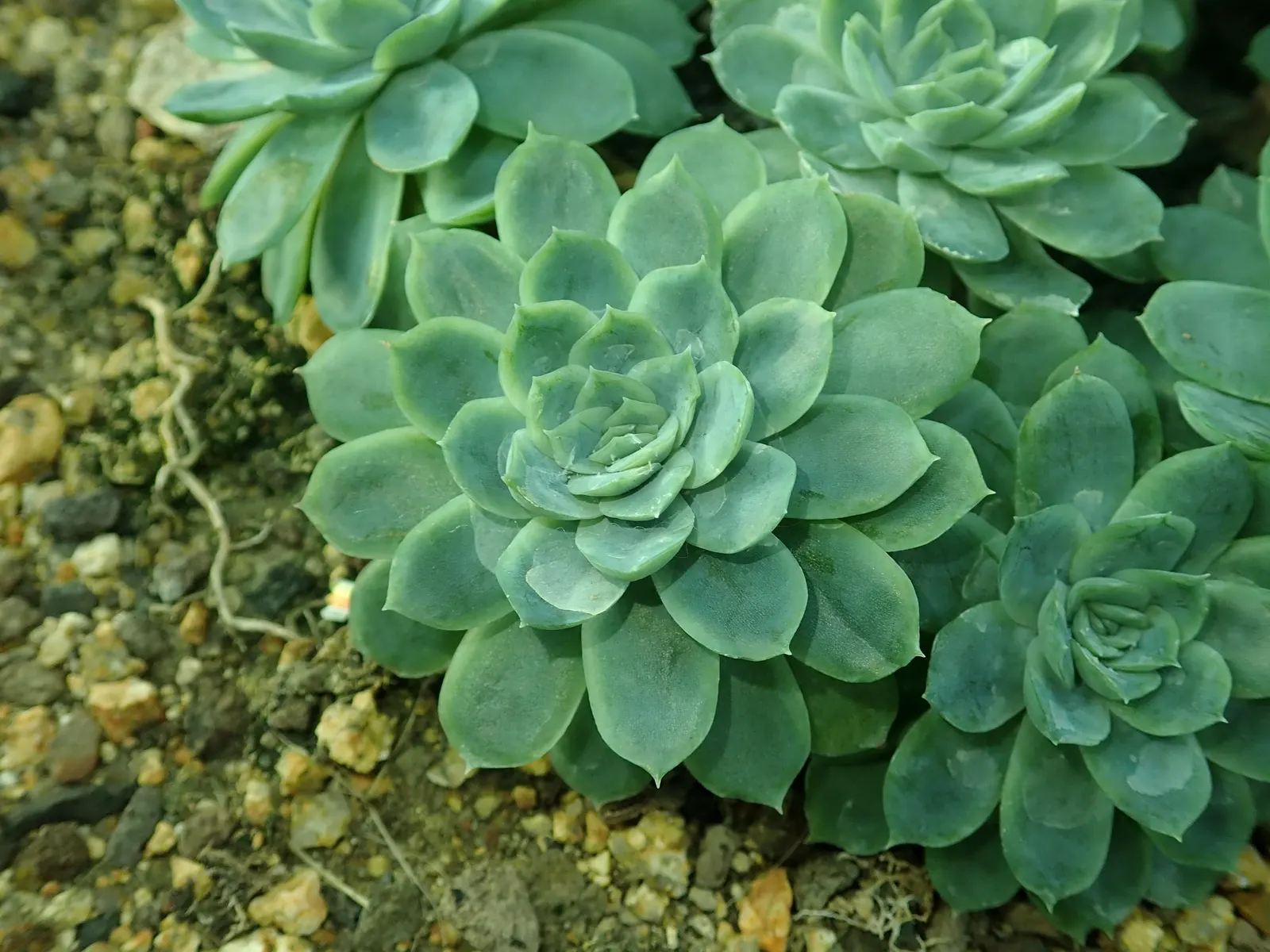 Mexican Snowball (Echeveria Elegans) — it sends up pink to red stems; requiring minimal watering and care