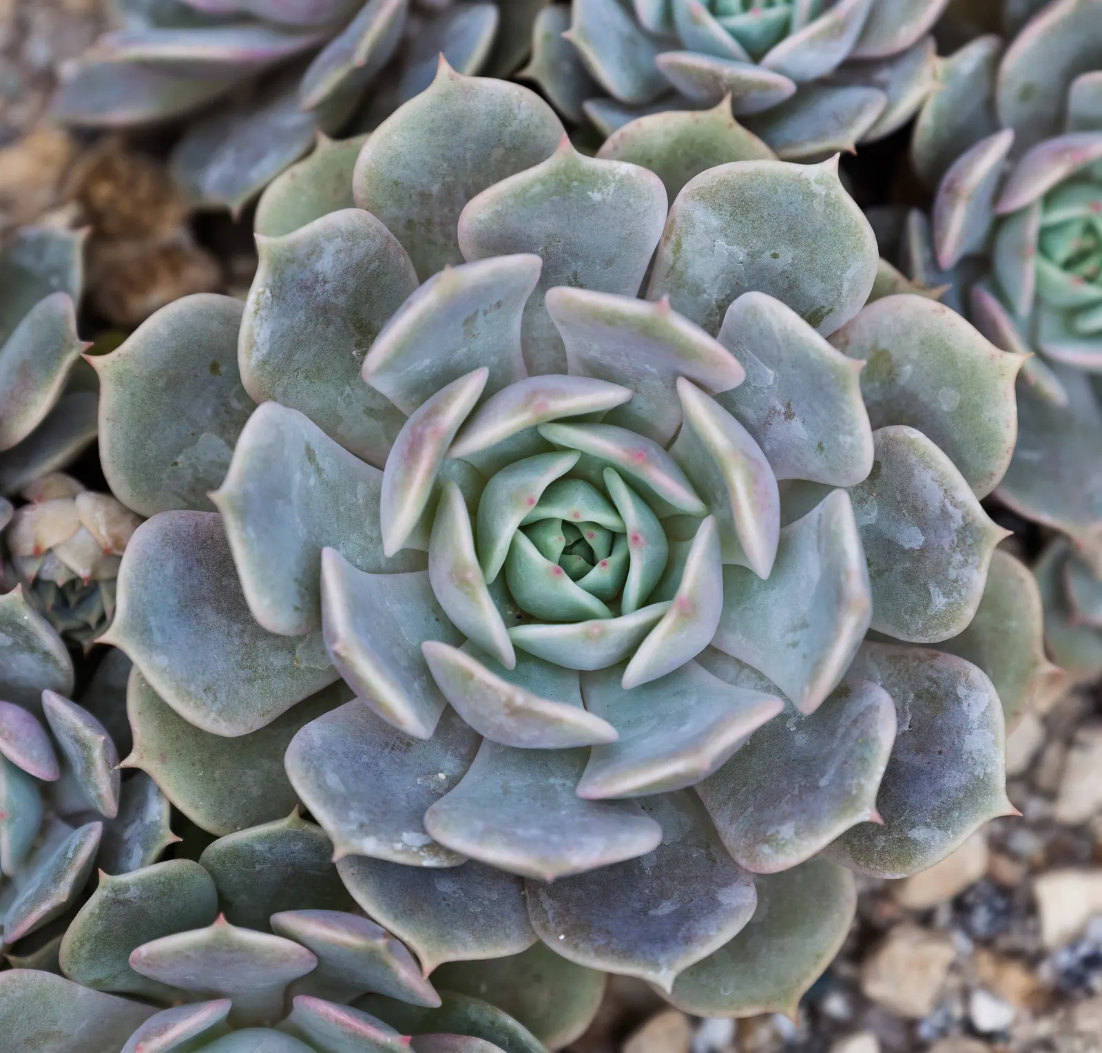 Mexican Snowball (Echeveria Elegans) — it sends up pink to red stems