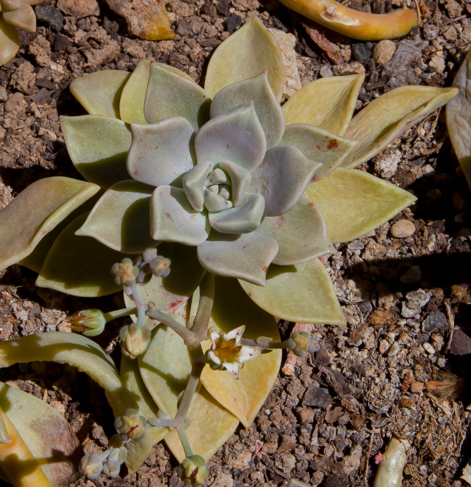 Mexican Snowball (Echeveria Elegans) — In late winter to early spring