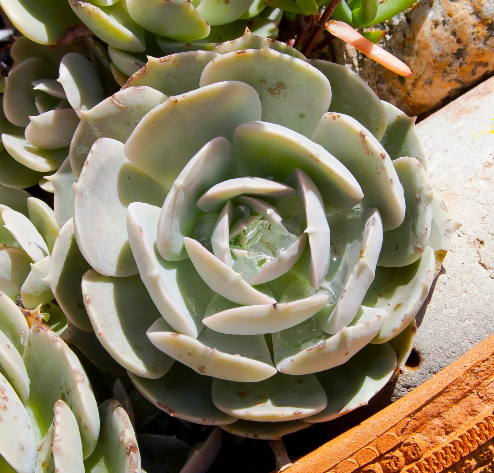 Mexican Snowball (Echeveria Elegans) — Ideal for zones 9-11, it prefers full sun to partial shade, and well-draining soil