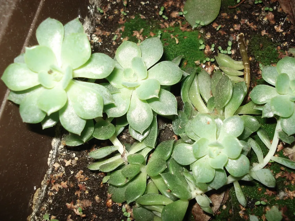 Mexican Snowball (Echeveria Elegans) — it reaches 6 inches in height with a 12-inch spread; succulent with multi-colored and orange and red and, image 46