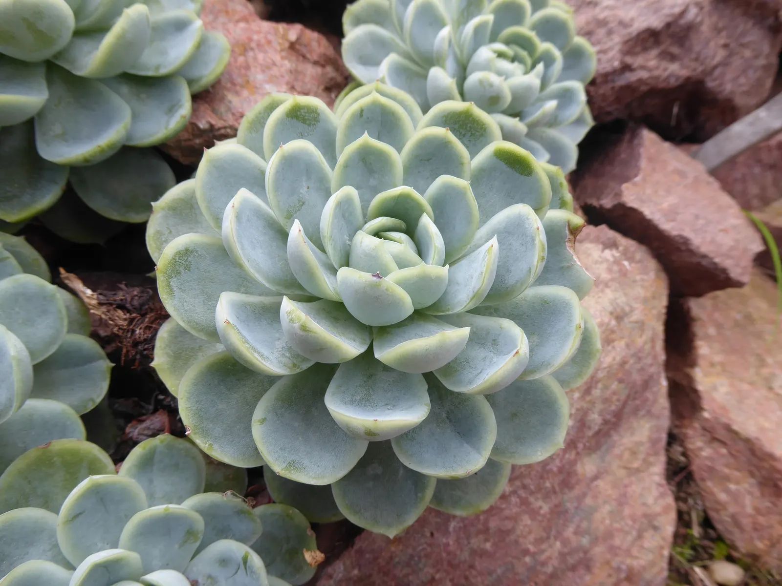 Mexican Snowball (Echeveria Elegans) — When incorporating these plants into landscape design, ensure they receive full to partial sunshine; making it an ideal