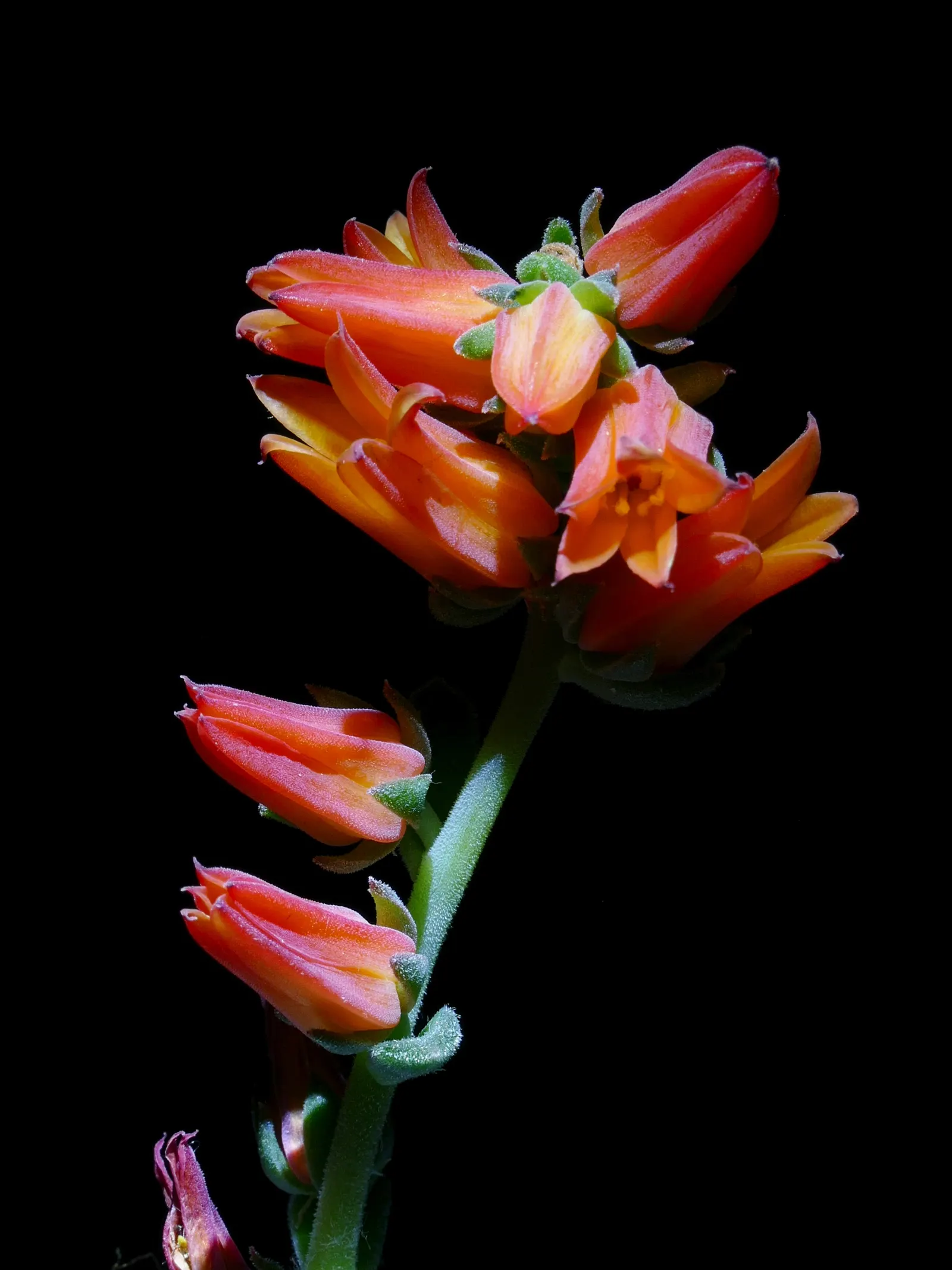 Mexican Snowball (Echeveria Elegans) — The leaves are fleshy and can sometimes exhibit a pinkish hue along the edges when exposed to the full sun; echeveria