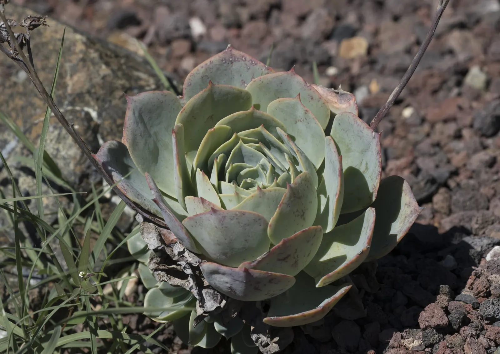 Mexican Snowball (Echeveria Elegans) — In regions with harsh winters, consider planting in containers that can be moved indoors to protect from, image 57