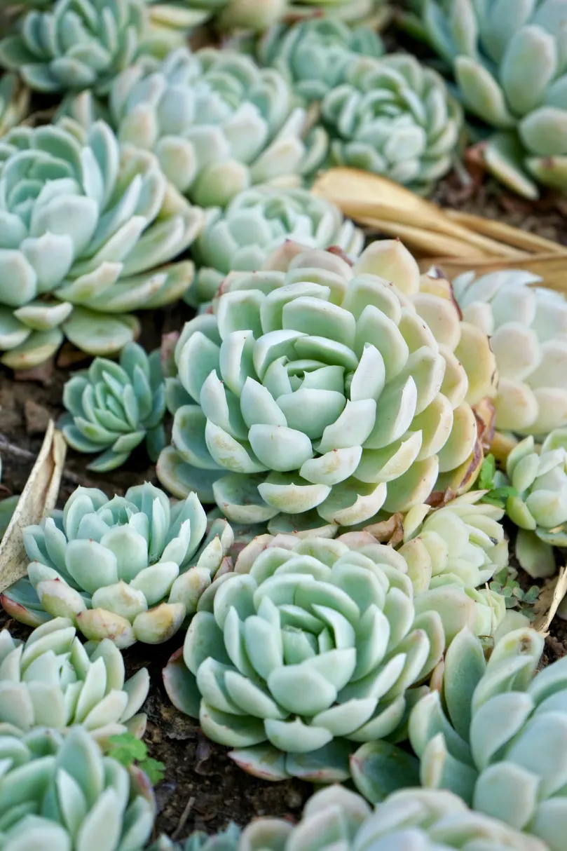 Mexican Snowball (Echeveria Elegans) — making it an ideal choice for ground cover; succulent for full or half, image 49