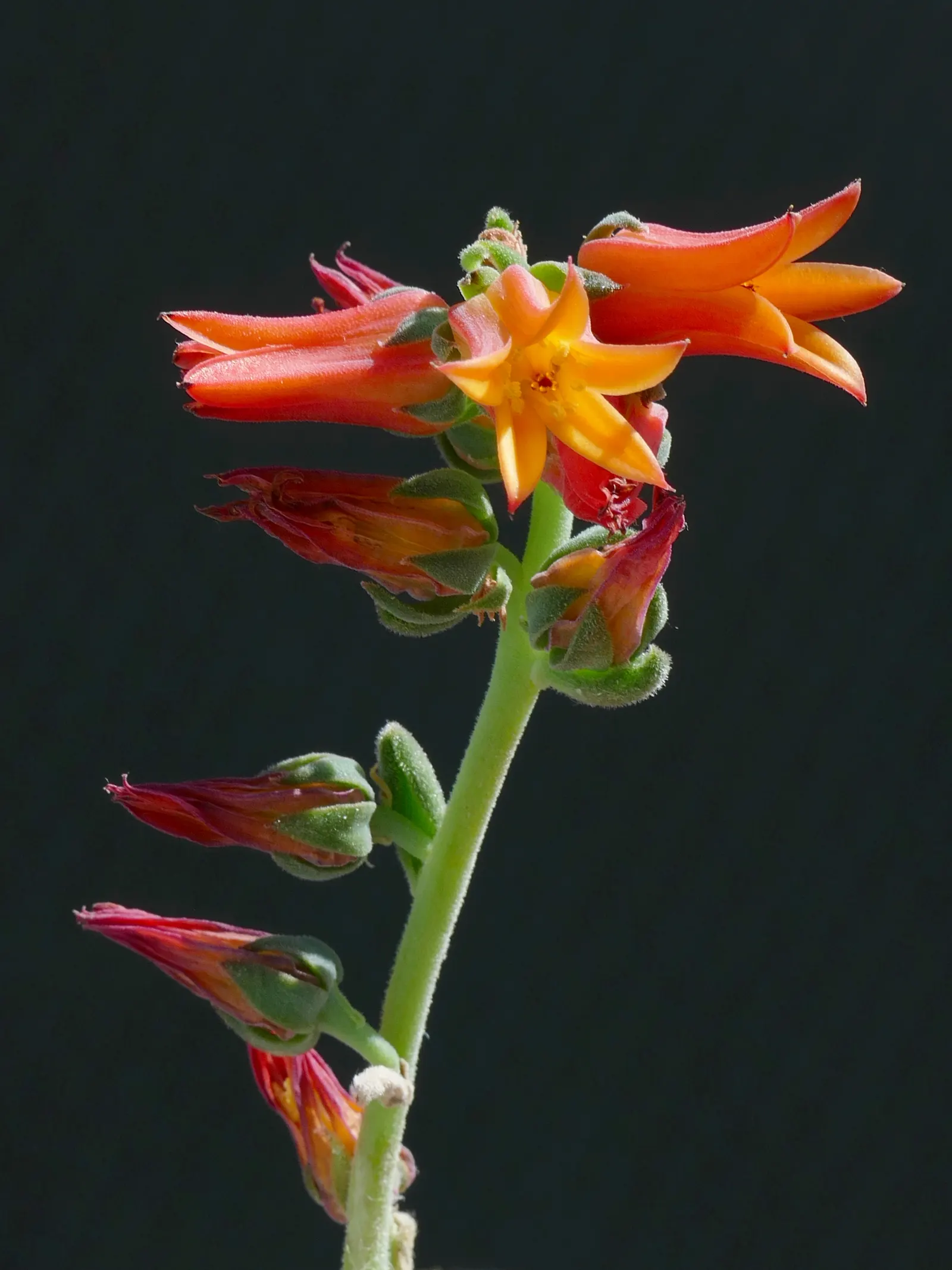Mexican Snowball (Echeveria Elegans) — is an evergreen succulent