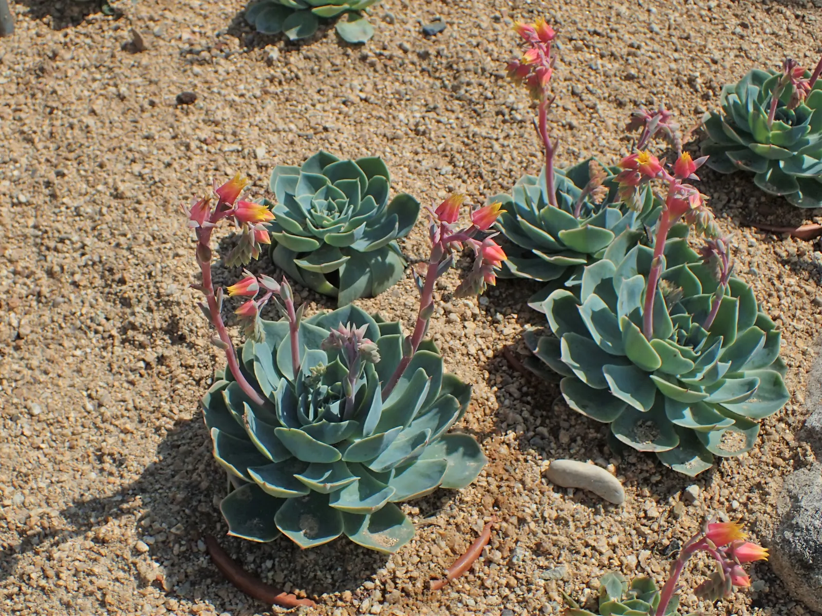 Mexican Snowball (Echeveria Elegans) — In late winter to early spring; is a perennial succulent that forms a compact rosette of spoon-shaped