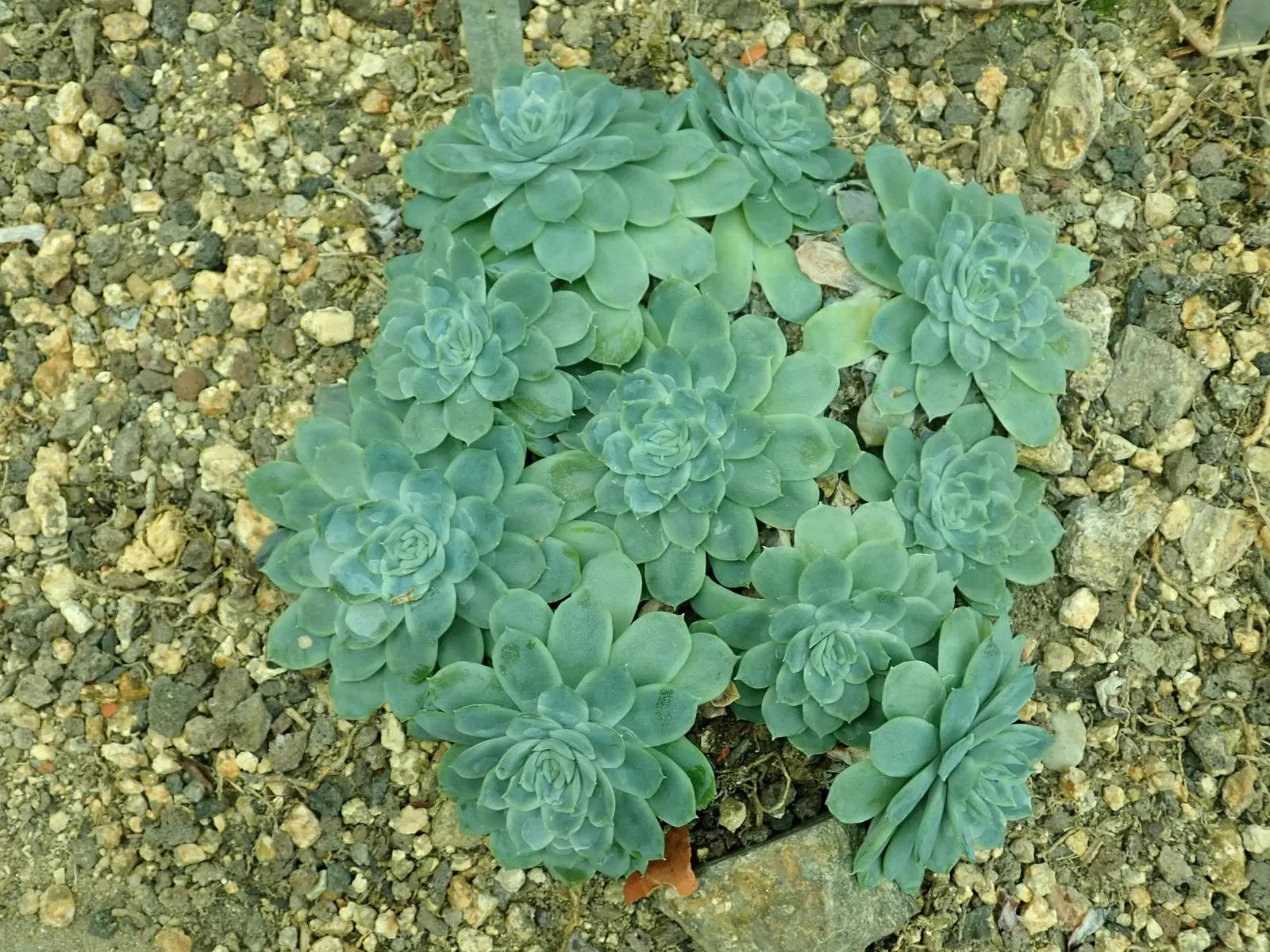 Mexican Snowball (Echeveria Elegans) — Echeveria elegans is drought-tolerant once established