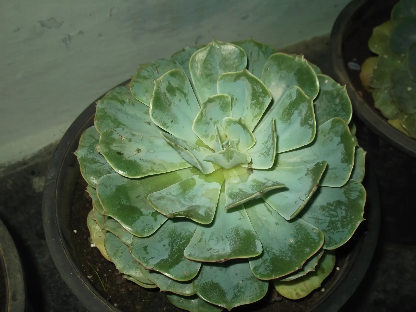 Mexican Snowball (Echeveria Elegans) — The leaves are fleshy and can sometimes exhibit a pinkish hue along the edges when exposed to the full sun, image 48