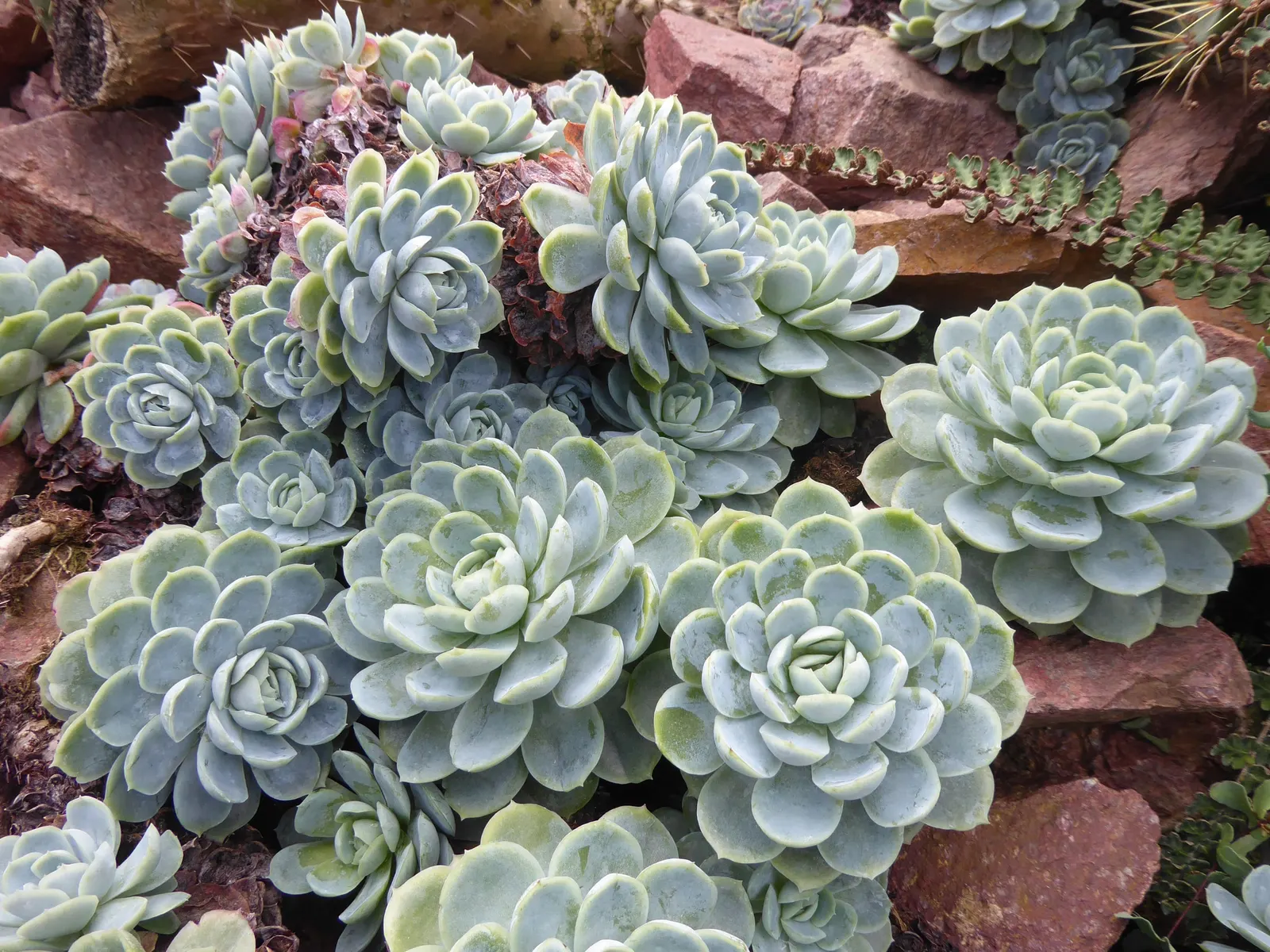 Mexican Snowball (Echeveria Elegans) — In regions with harsh winters, consider planting in containers that can be moved indoors to protect from frost