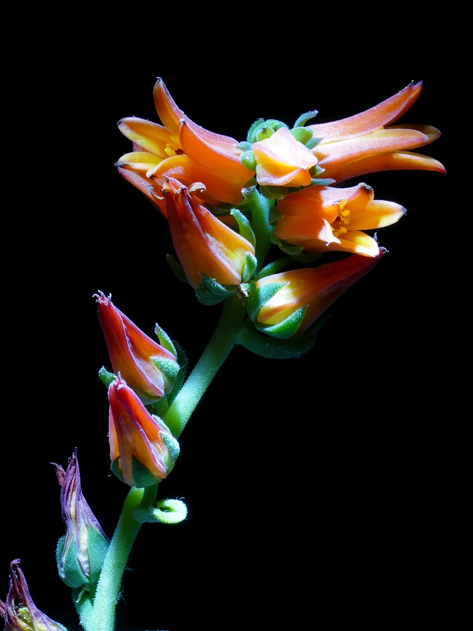 Mexican Snowball (Echeveria Elegans) — is an evergreen succulent; it sends up pink to red stems