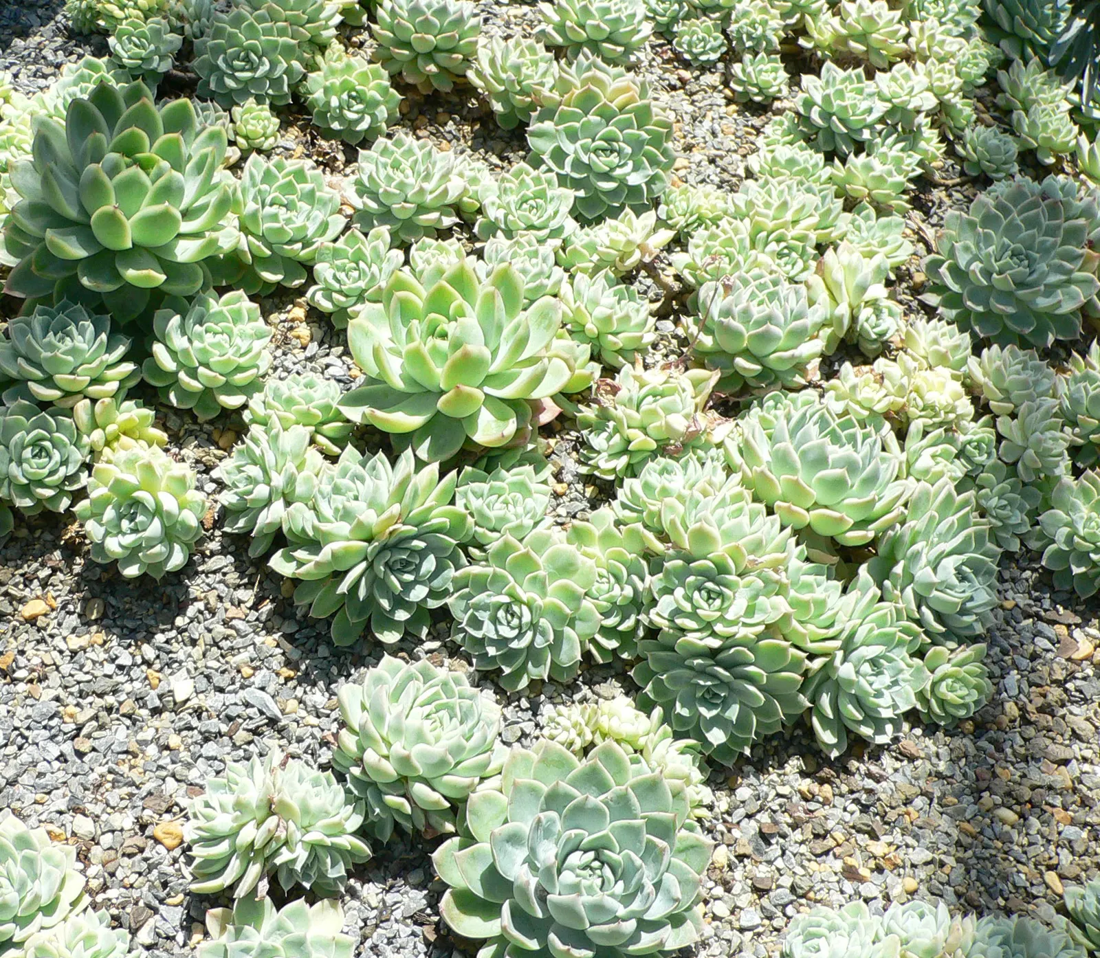Mexican Snowball (Echeveria Elegans) — commonly known as Mexican Snowball; in winter to spring, it produces pink-stemmed, lantern-shaped flowers with yellow