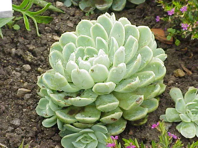 Mexican Snowball (Echeveria Elegans) — succulent with multi-colored and orange and red and yellow blooms; in late winter to early spring, image 59