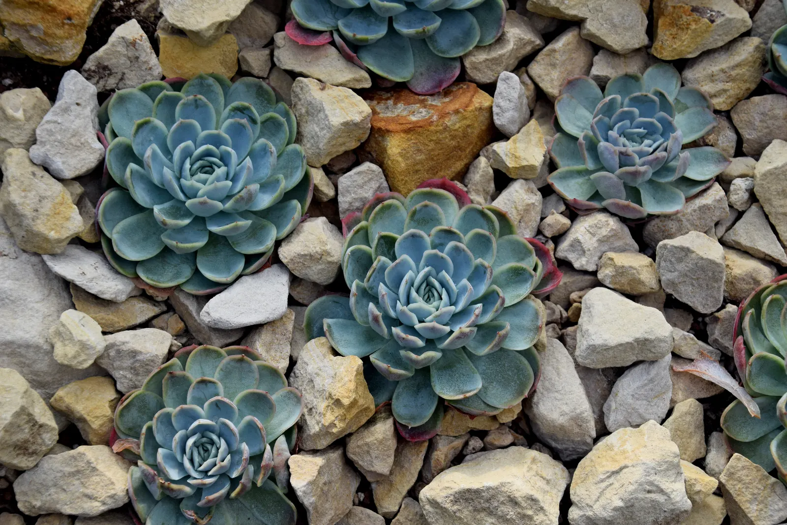Mexican Snowball (Echeveria Elegans) — it reaches 6 inches in height with a 12-inch spread