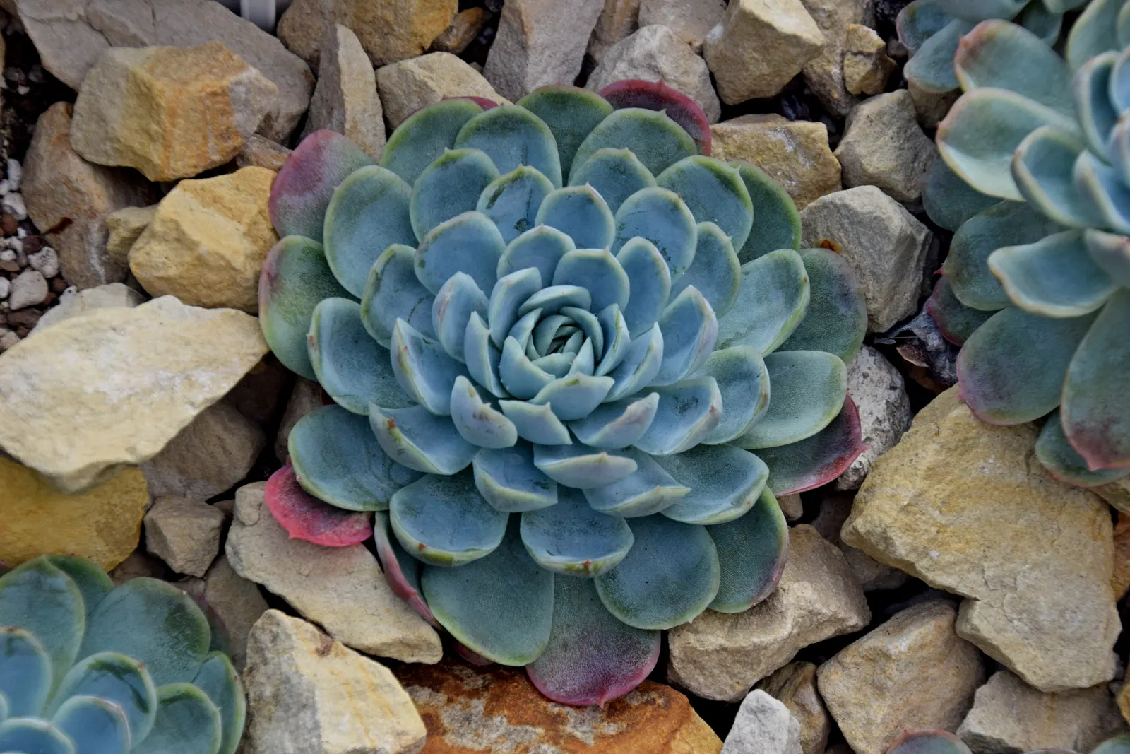 Mexican Snowball (Echeveria Elegans) — In winter to spring, it produces pink-stemmed, lantern-shaped flowers with yellow tips
