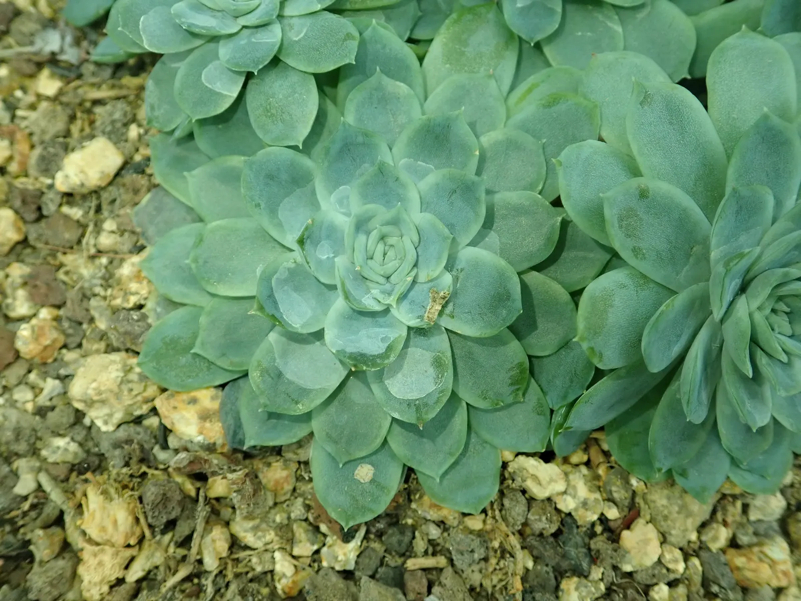 Mexican Snowball (Echeveria Elegans) — requiring minimal watering and care