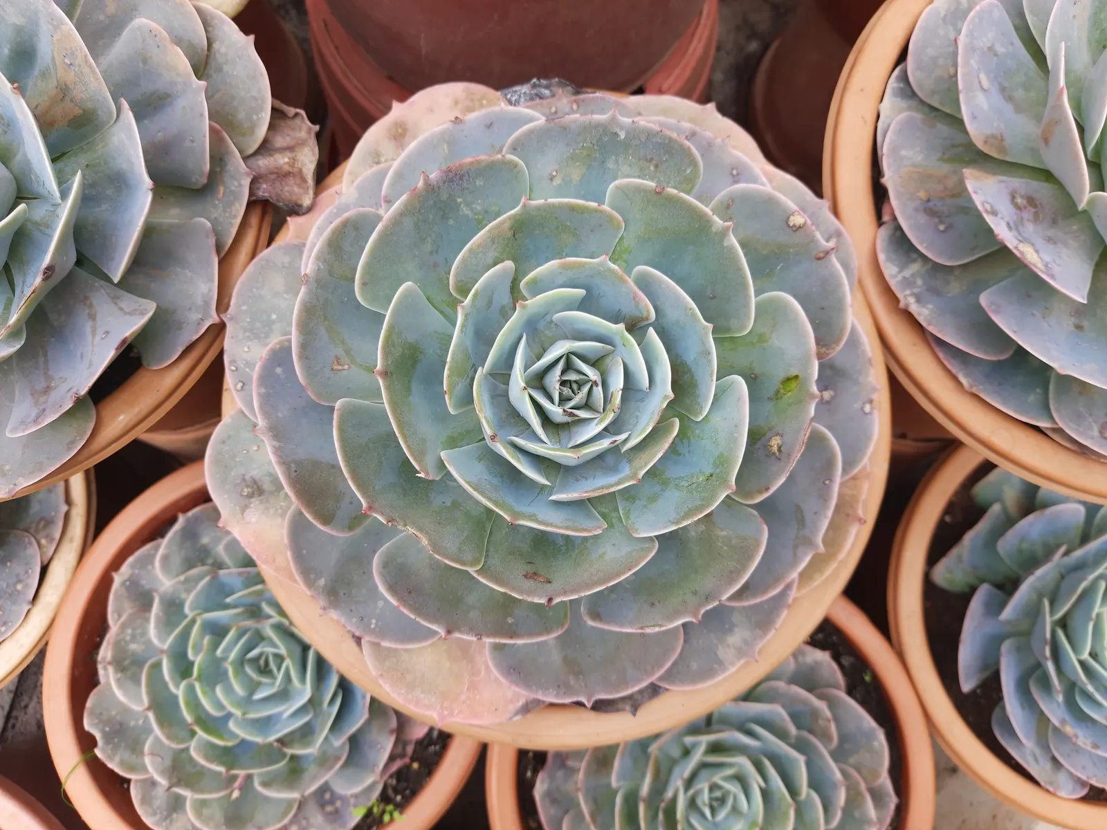 Mexican Snowball (Echeveria Elegans) — multi-colored and orange and red and yellow flowers in the garden; forming a sculptural rosette of, image 58