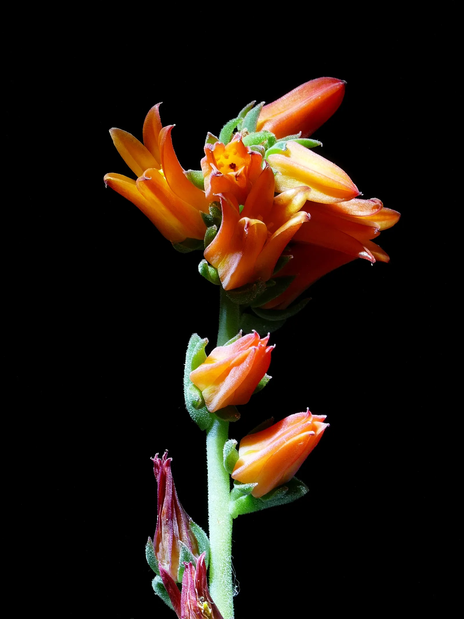 Mexican Snowball (Echeveria Elegans) — thereby reducing maintenance efforts