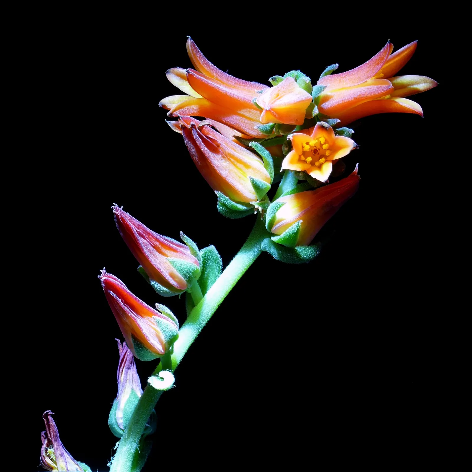 Mexican Snowball (Echeveria Elegans) — thereby reducing maintenance efforts; is an evergreen succulent