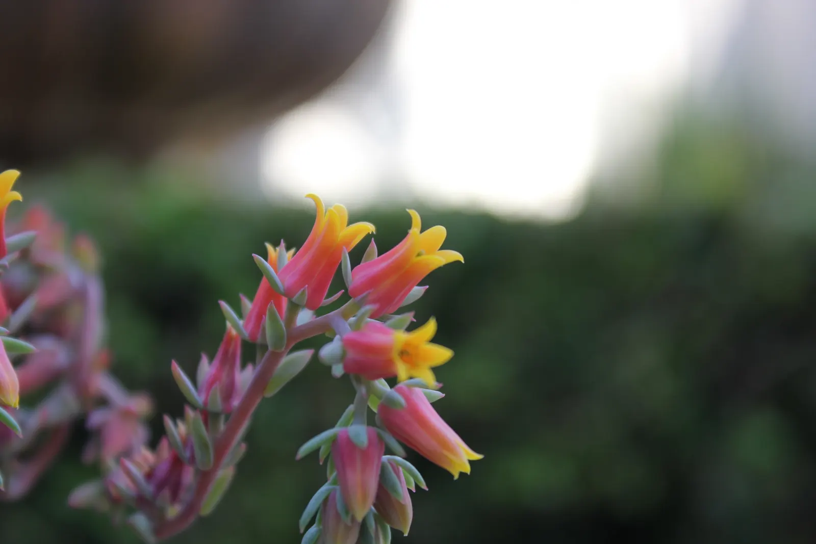 Mexican Snowball (Echeveria Elegans) — is an evergreen succulent; it sends up pink to red stems, image 42