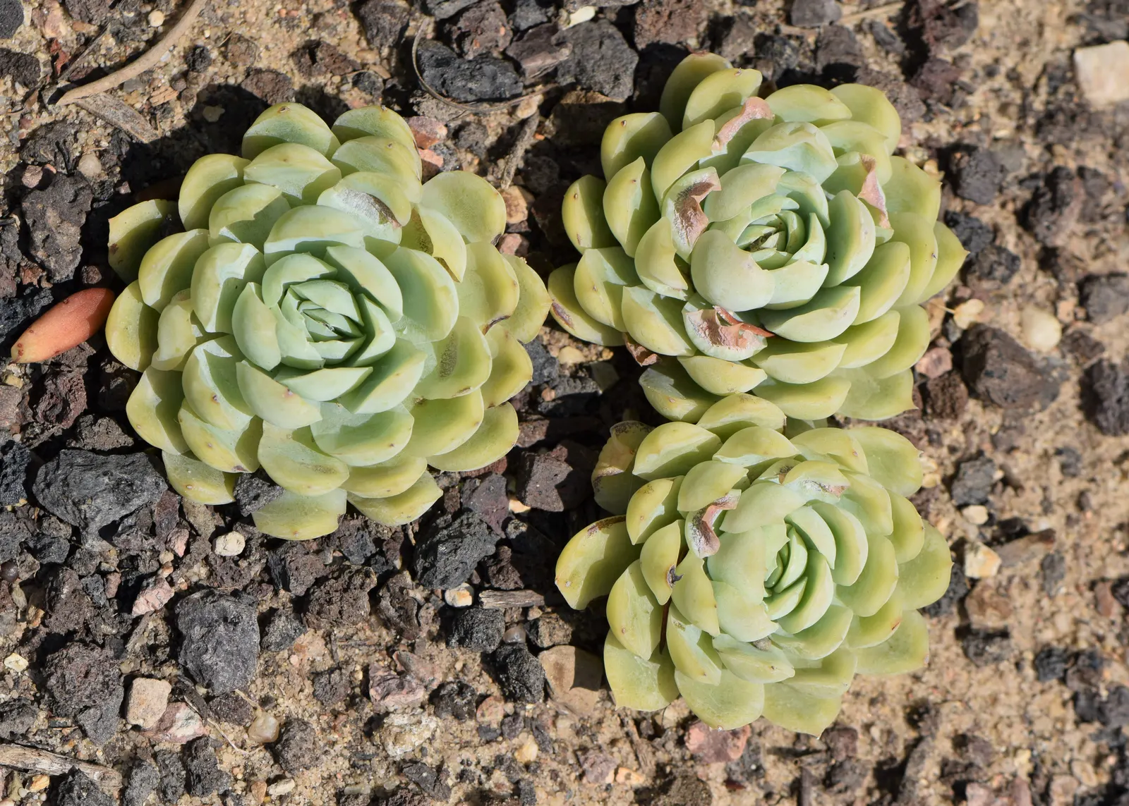 Mexican Snowball (Echeveria Elegans) — When incorporating these plants into landscape design, ensure they receive full to partial sunshine