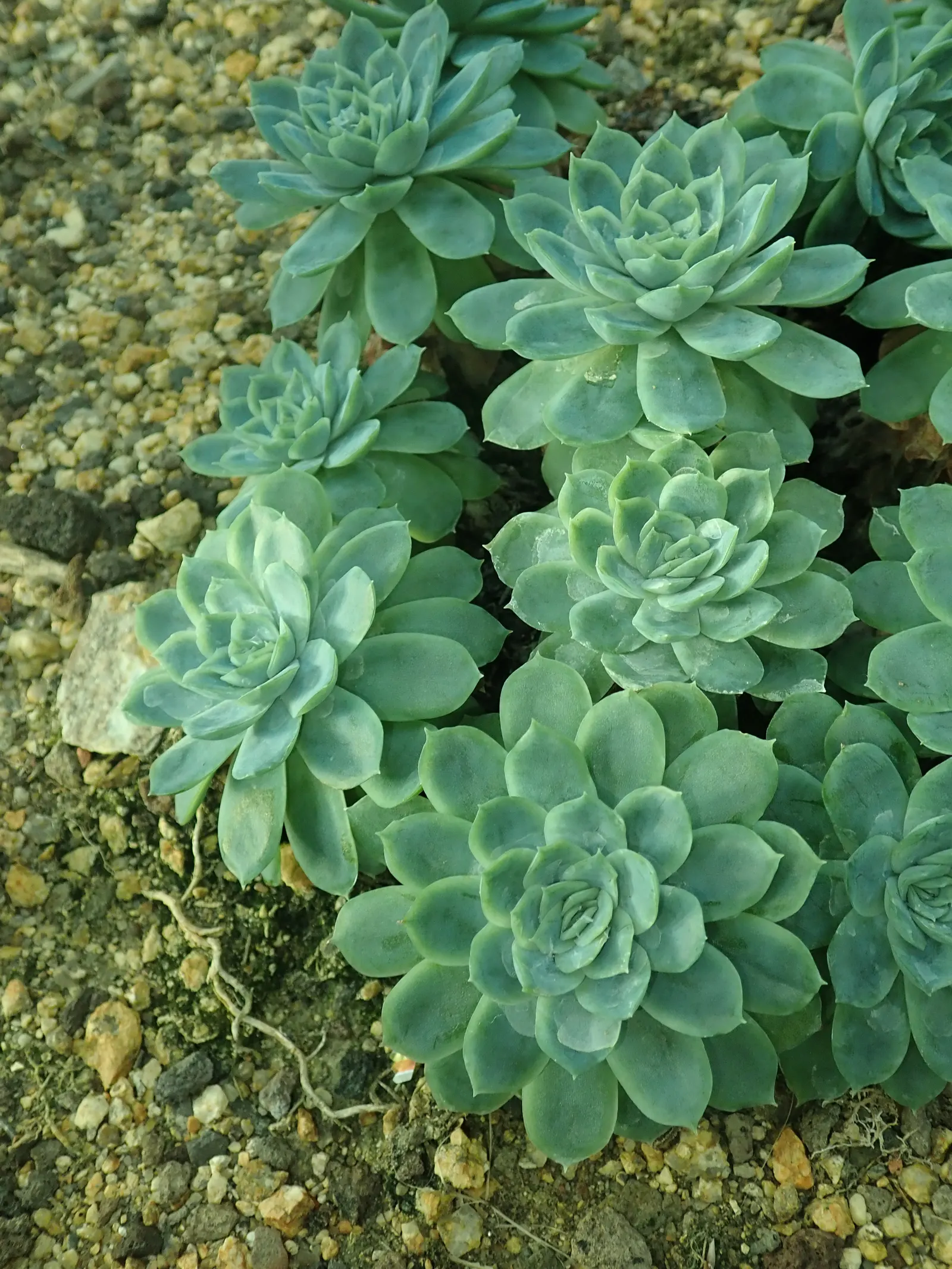 Mexican Snowball (Echeveria Elegans) — succulent with multi-colored and orange and red and yellow blooms; in late winter to early spring