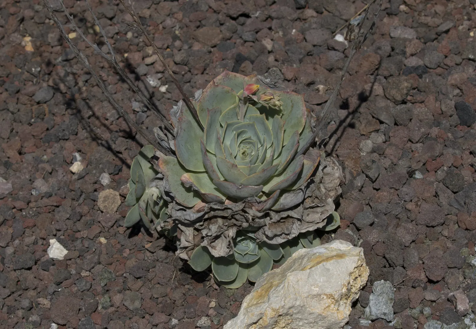 Mexican Snowball (Echeveria Elegans) — thereby reducing maintenance efforts; is an evergreen succulent, image 55