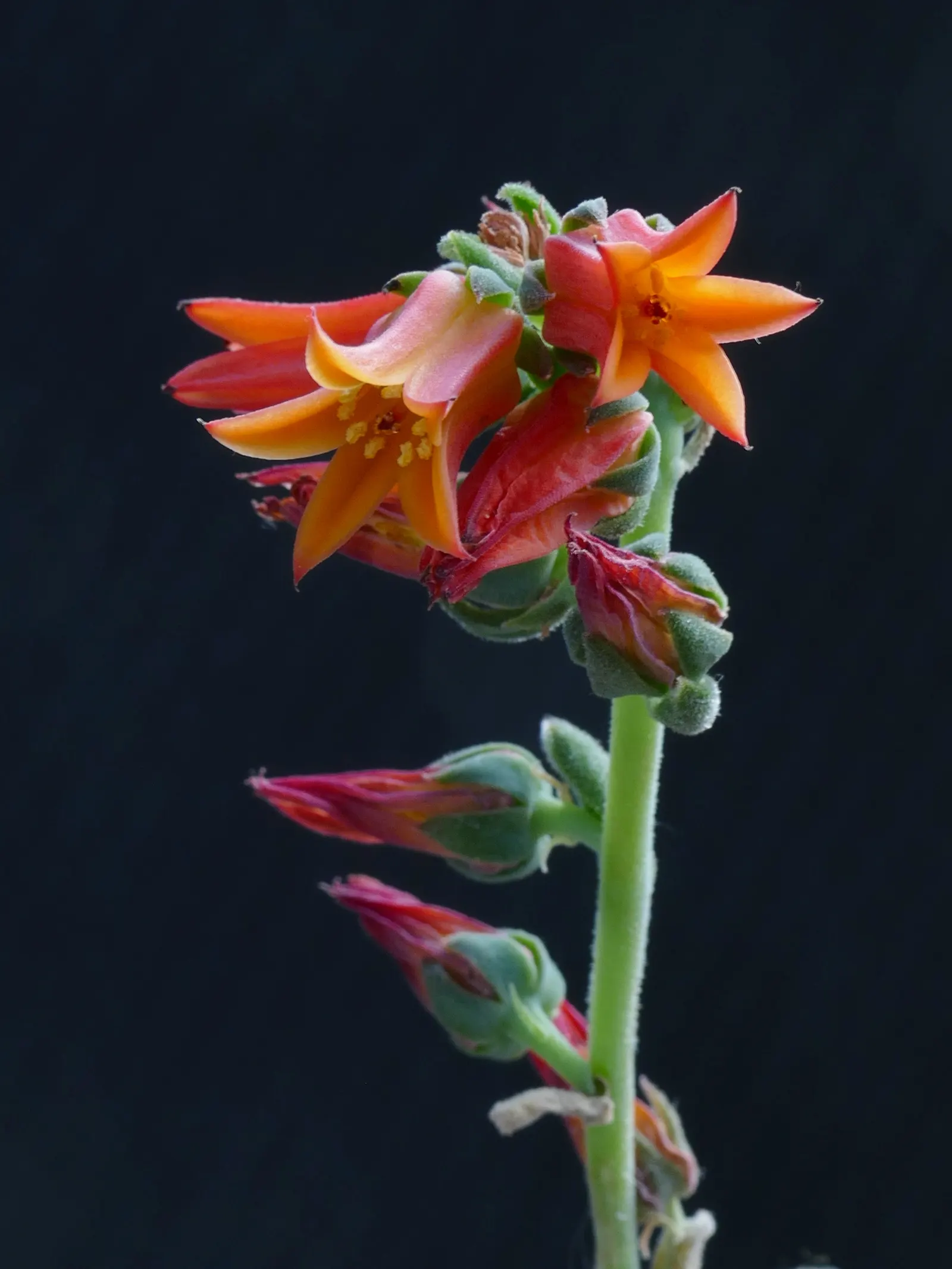 Mexican Snowball (Echeveria Elegans) — Ideal for zones 9-11, it prefers full sun to partial shade, and well-draining soil; about 8 to 12 inches tall, image 45
