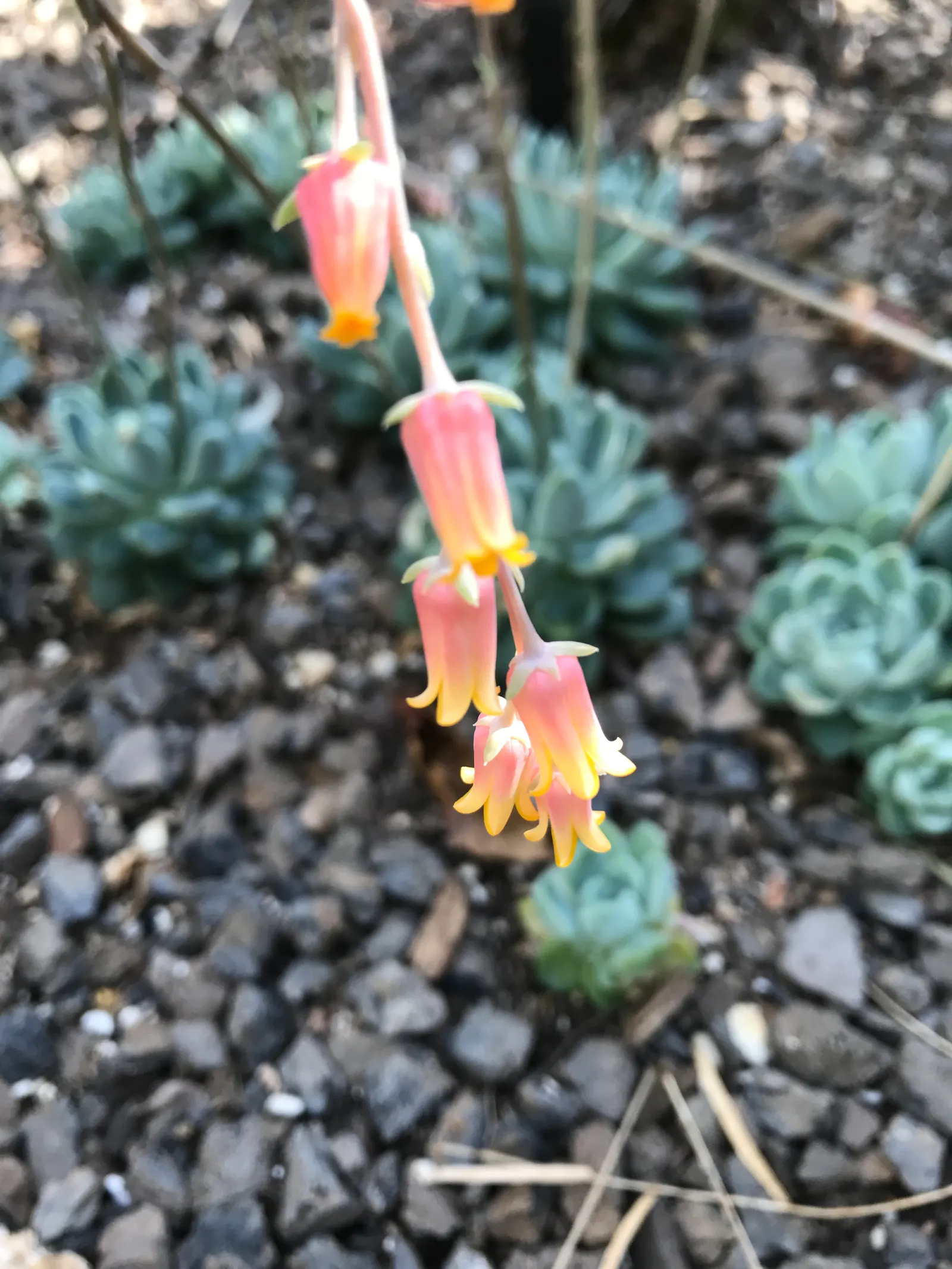 Mexican Snowball (Echeveria Elegans) — succulent for full or half