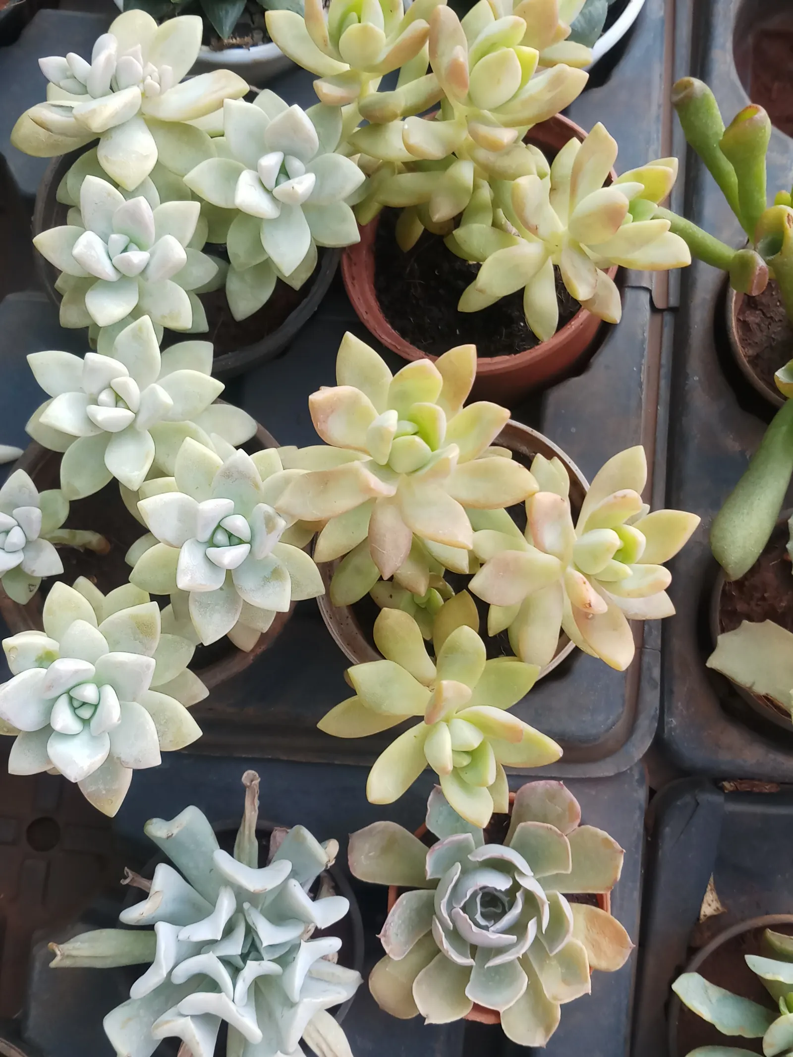 Mexican Snowball (Echeveria Elegans) — commonly known as Mexican Snowball; in winter to spring, it produces pink-stemmed, lantern-shaped flowers, image 61