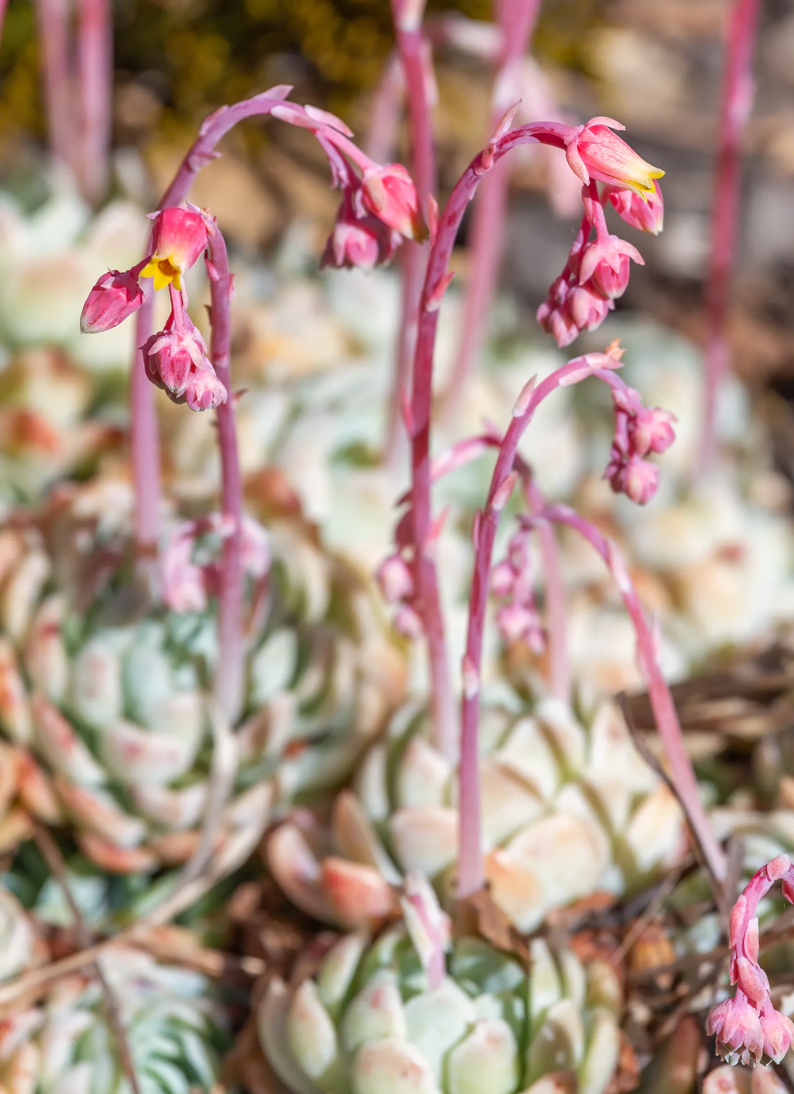 Mexican Snowball (Echeveria Elegans) — forming a sculptural rosette of spoon-shaped; multi-colored and orange and red and yellow flowers in the garden