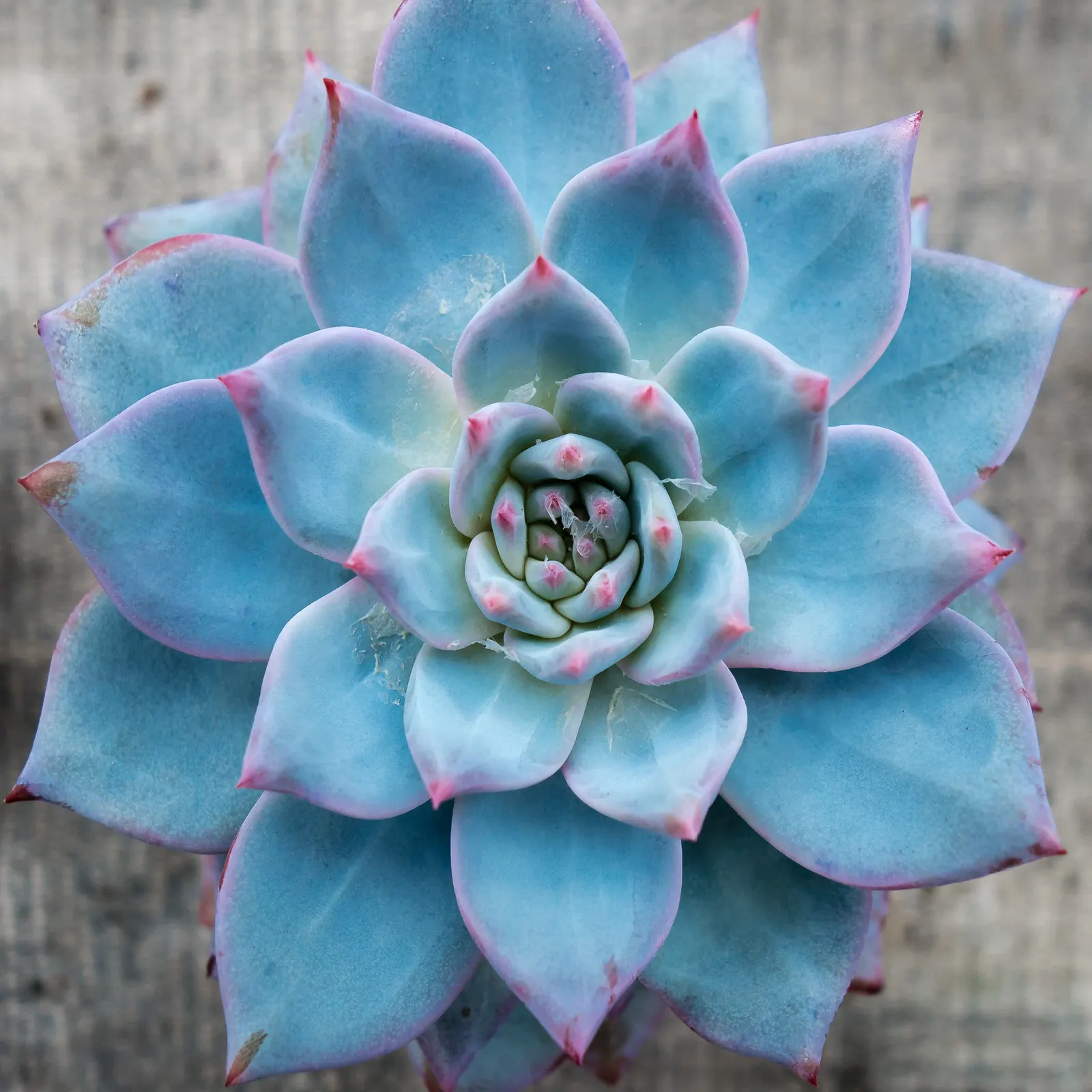 Mexican Snowball (Echeveria Elegans) — forming a sculptural rosette of spoon-shaped; multi-colored and orange and red and yellow flowers in the, image 43
