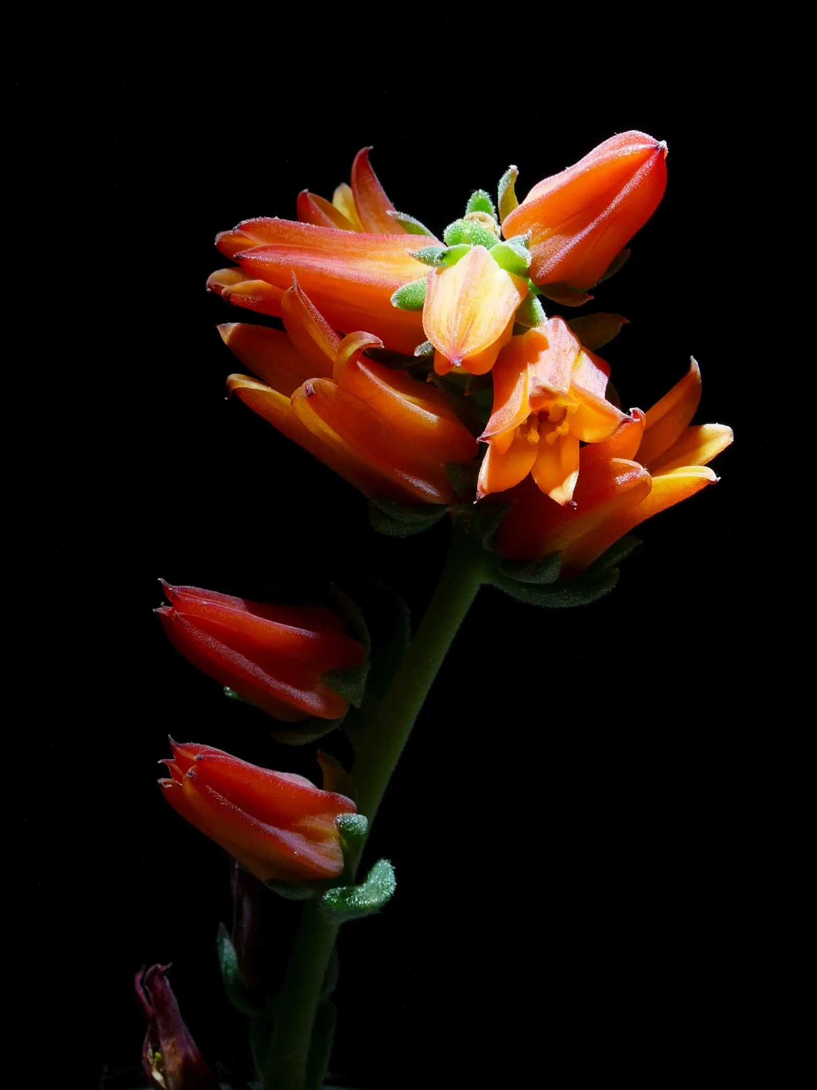 Mexican Snowball (Echeveria Elegans) — it sends up pink to red stems; requiring minimal watering and care, image 51