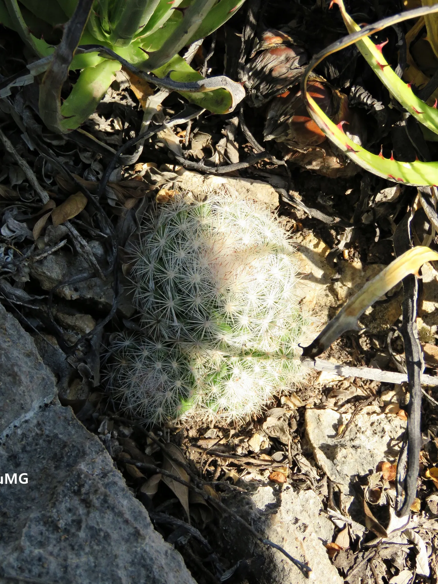 Mexican Snowball (Echeveria Elegans) — When incorporating these plants into landscape design, ensure they receive full to partial sunshine; making, image 56
