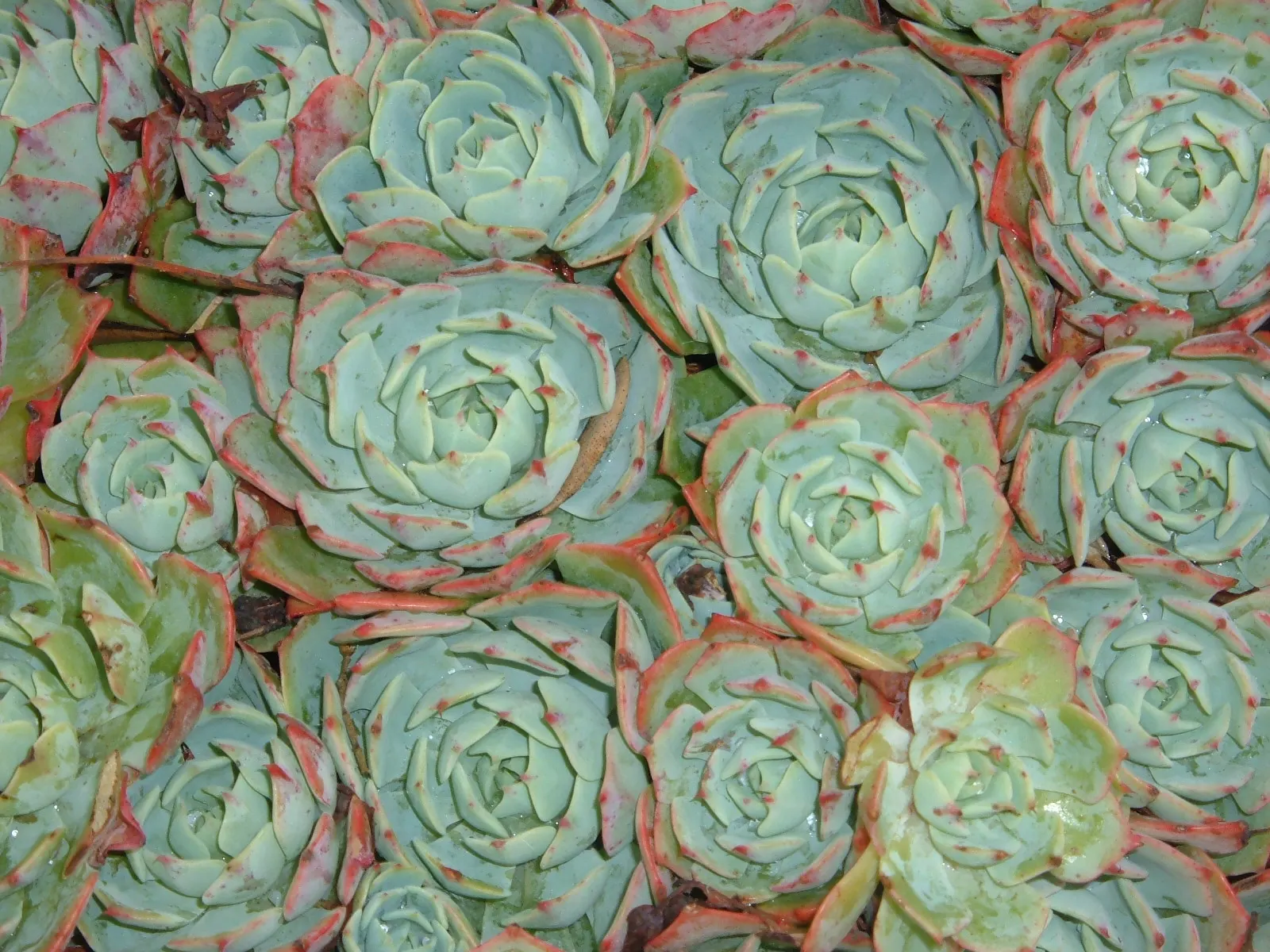 Mexican Snowball (Echeveria Elegans) — In regions with harsh winters, consider planting in containers that can be moved indoors to protect from frost; when