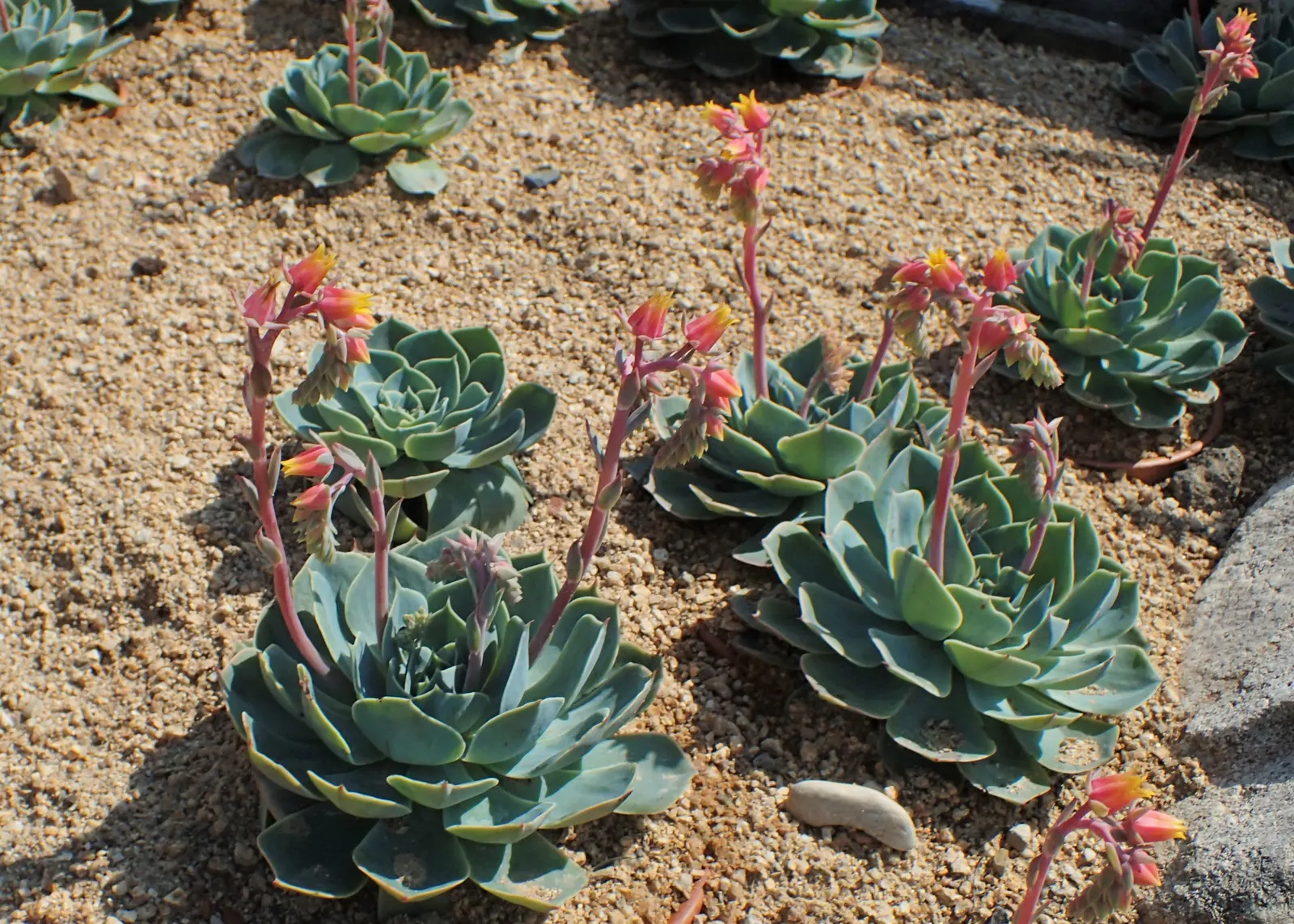 Mexican Snowball (Echeveria Elegans) — about 8 to 12 inches tall; commonly known as Mexican Snowball