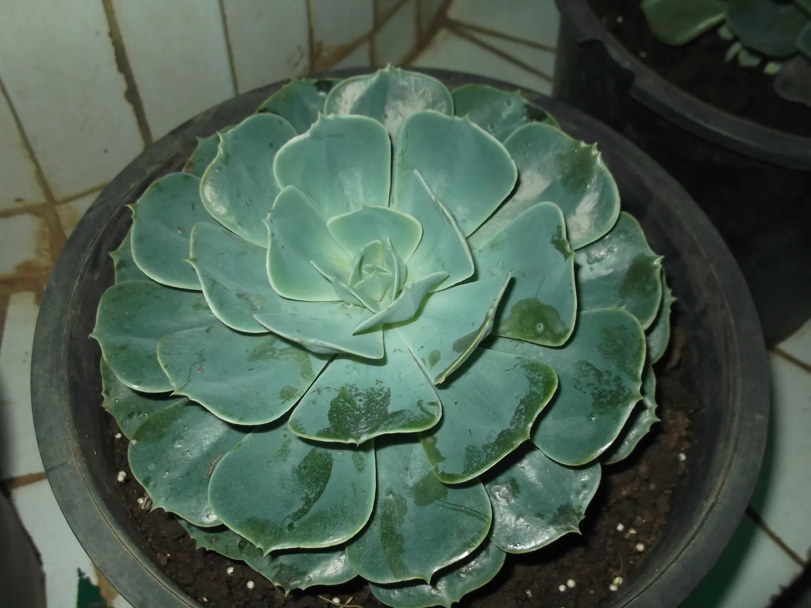 Mexican Snowball (Echeveria Elegans) — is an evergreen succulent; it sends up pink to red stems, image 62