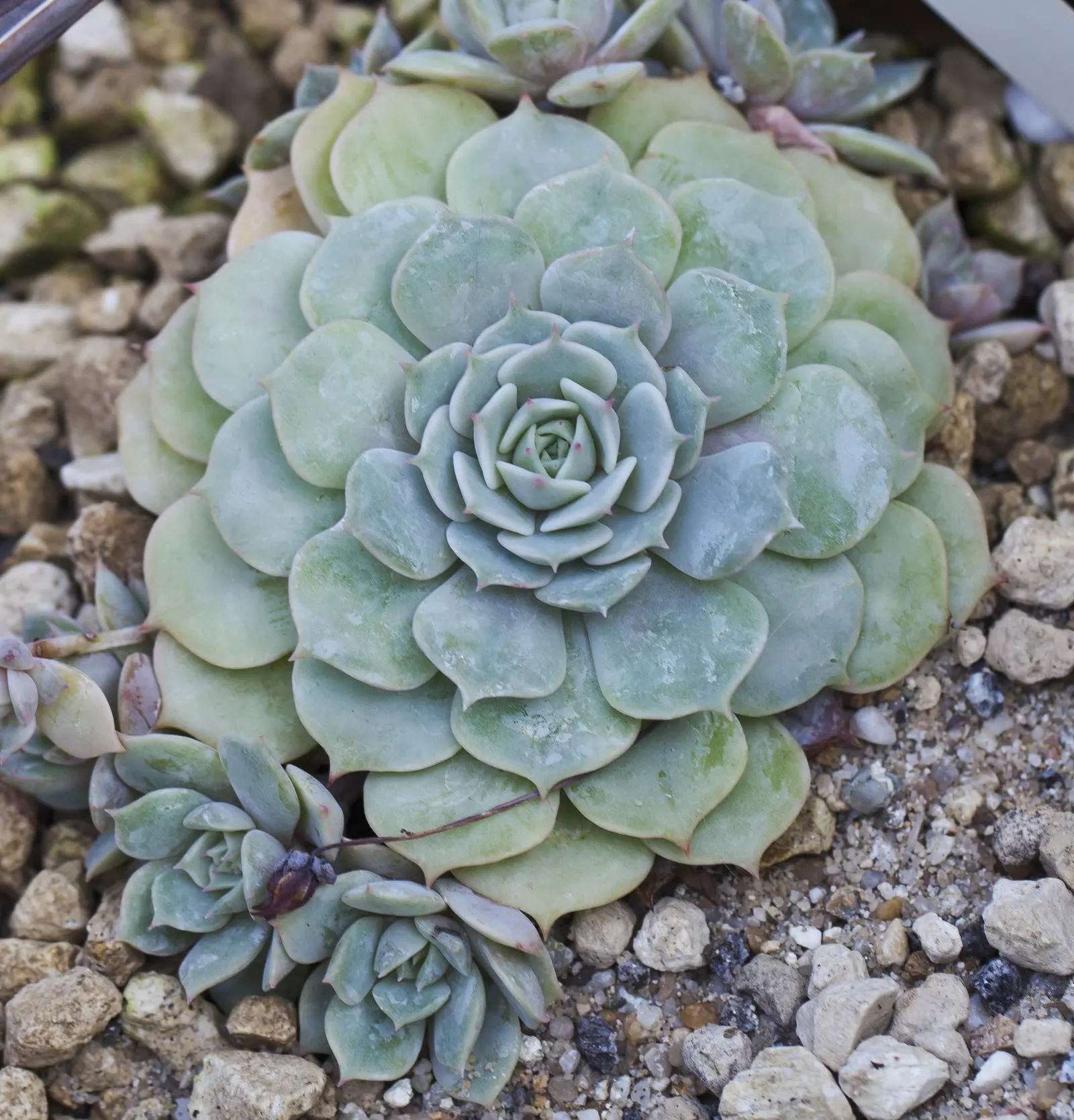 Mexican Snowball (Echeveria Elegans) — making it an ideal choice for ground cover