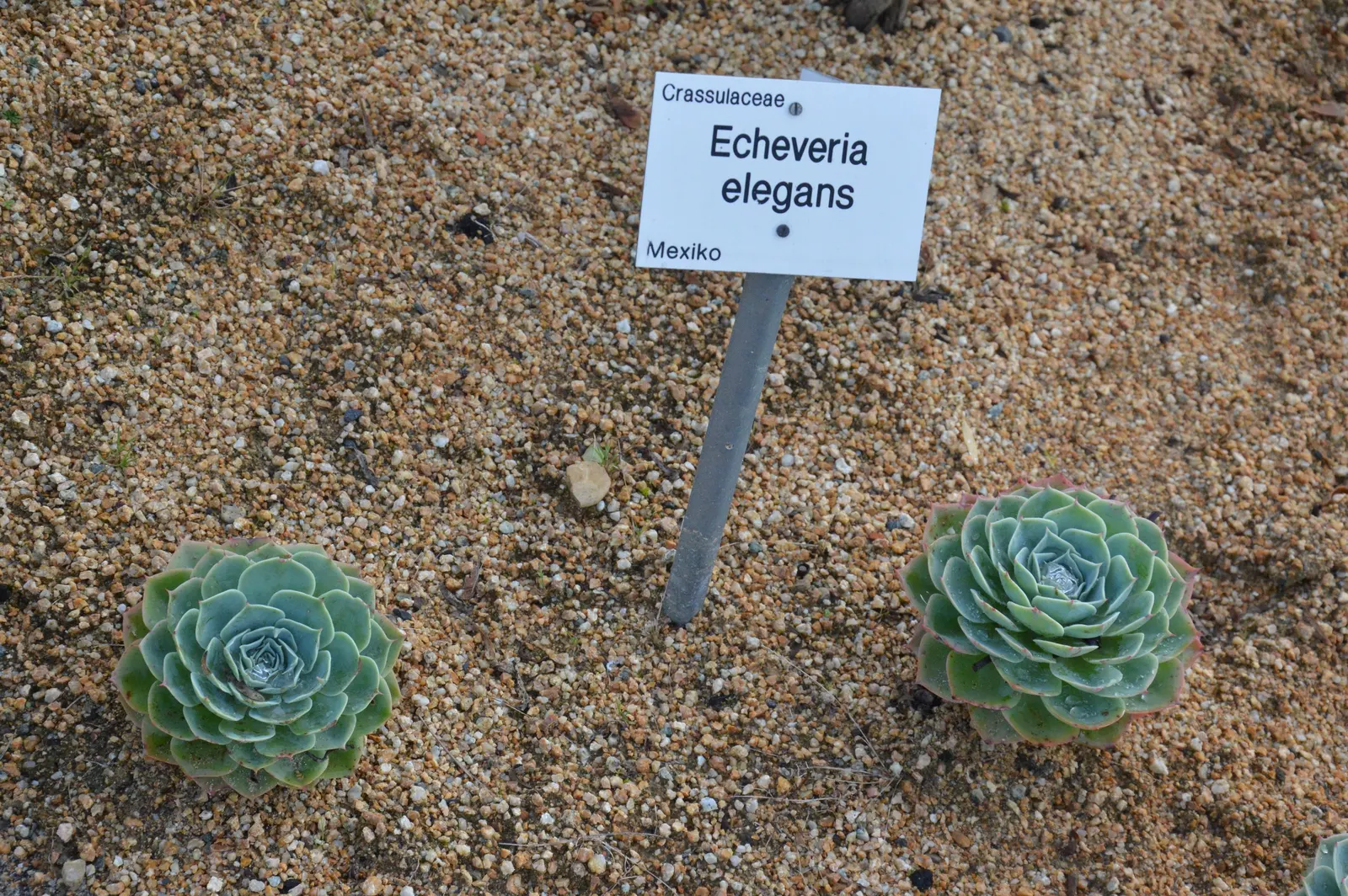 Mexican Snowball (Echeveria Elegans) — about 8 to 12 inches tall; commonly known as Mexican Snowball, image 52